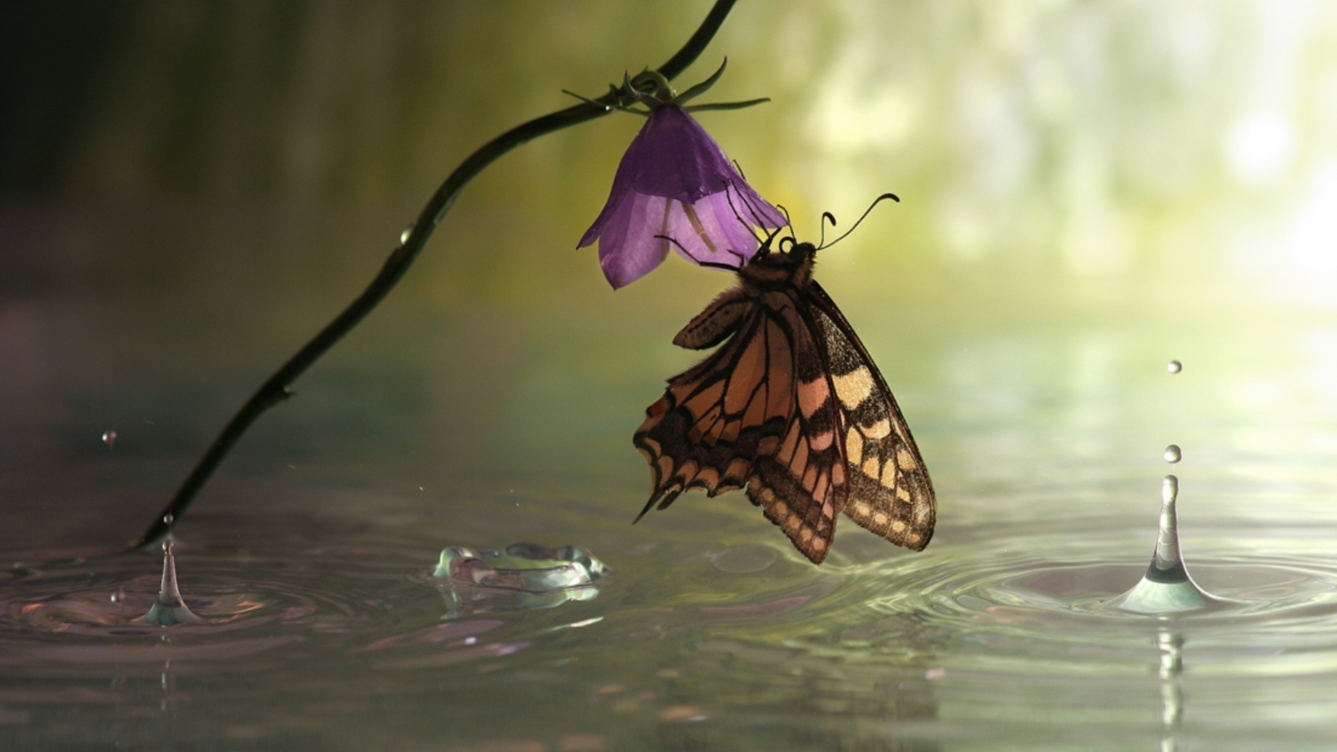 Butterfly on a purple flower with water drops HD Wallpaper