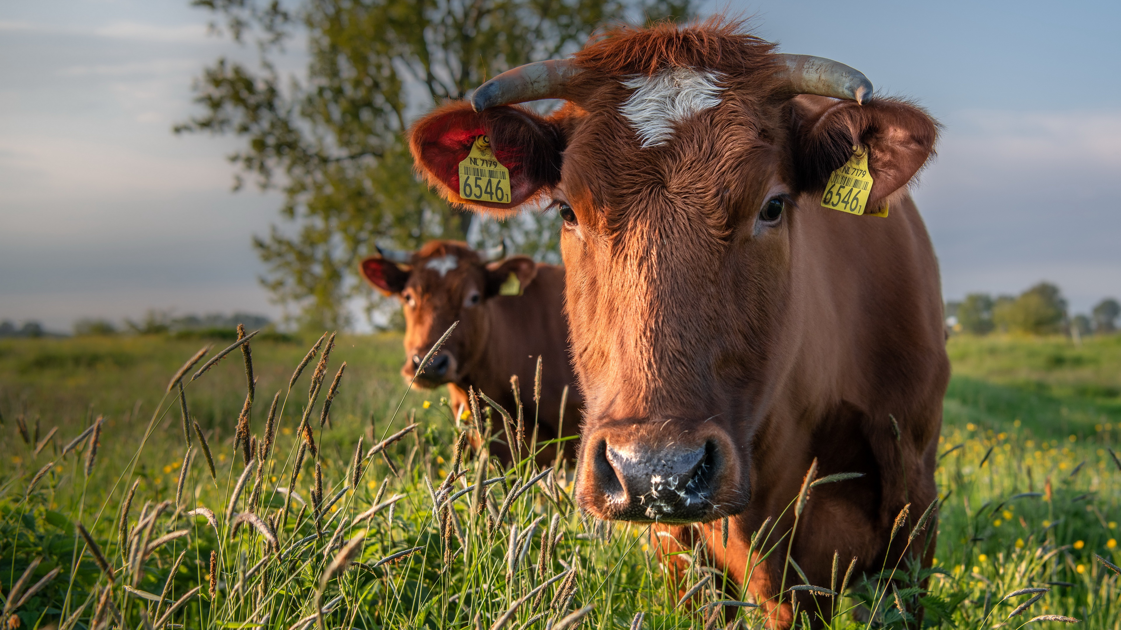 Brown cow in a grassy field HD Wallpaper