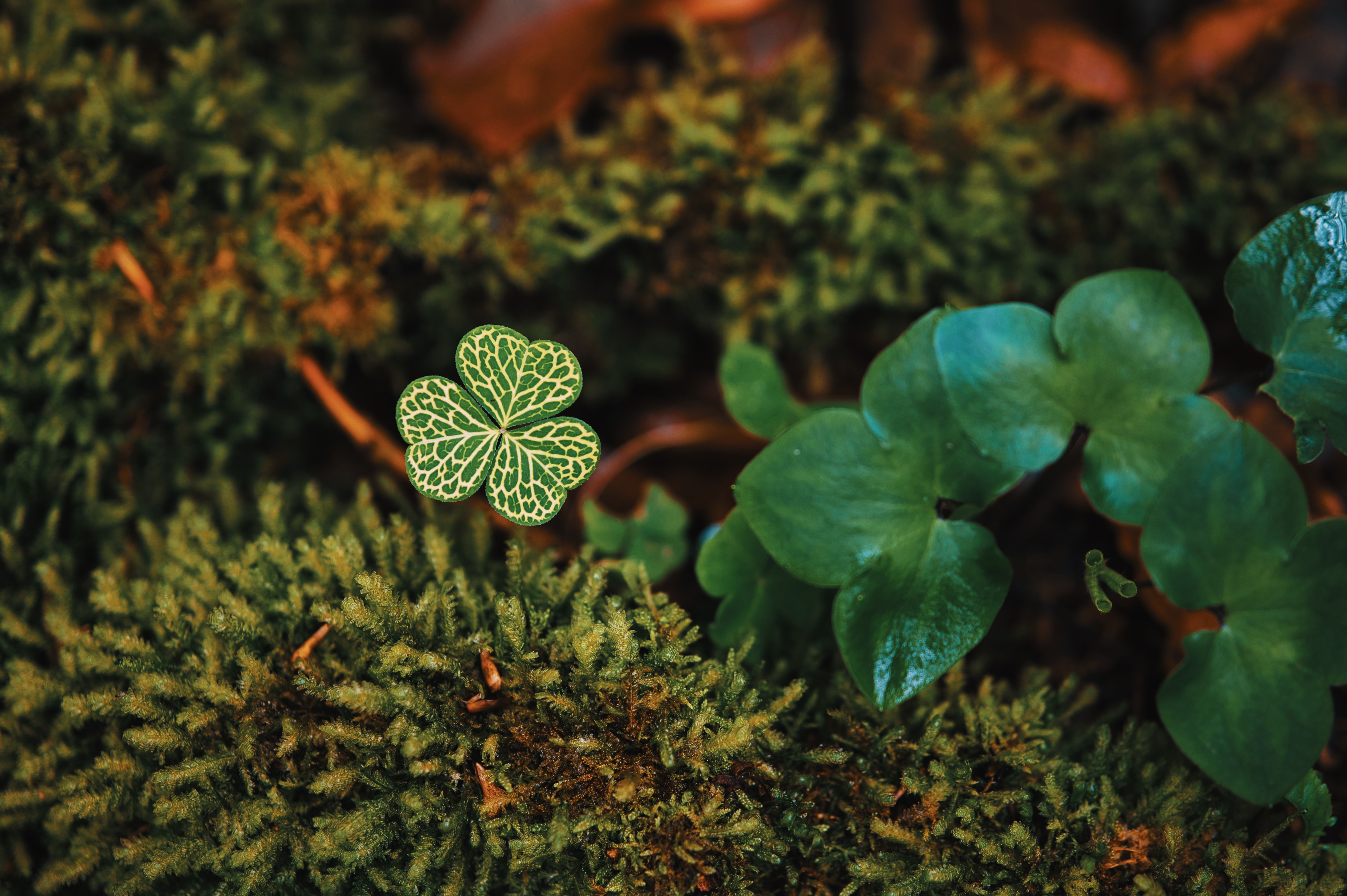 4K, leaves, macro, plants, shamrock, clovers, nature HD Wallpaper