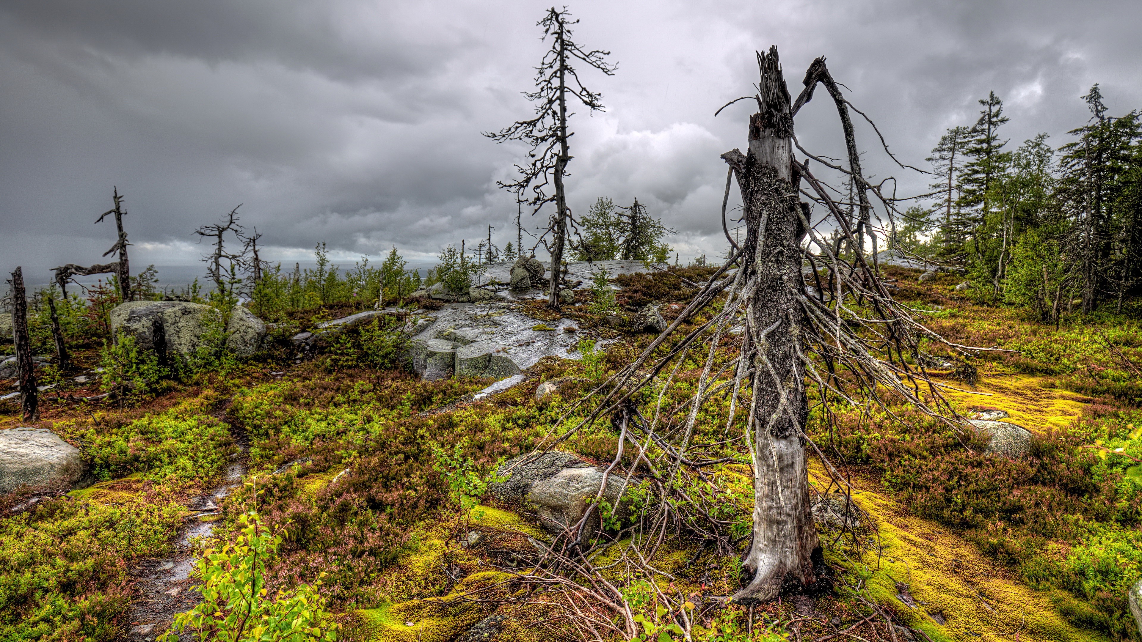 4K, wood, tree stump, plants, Russia HD Wallpaper