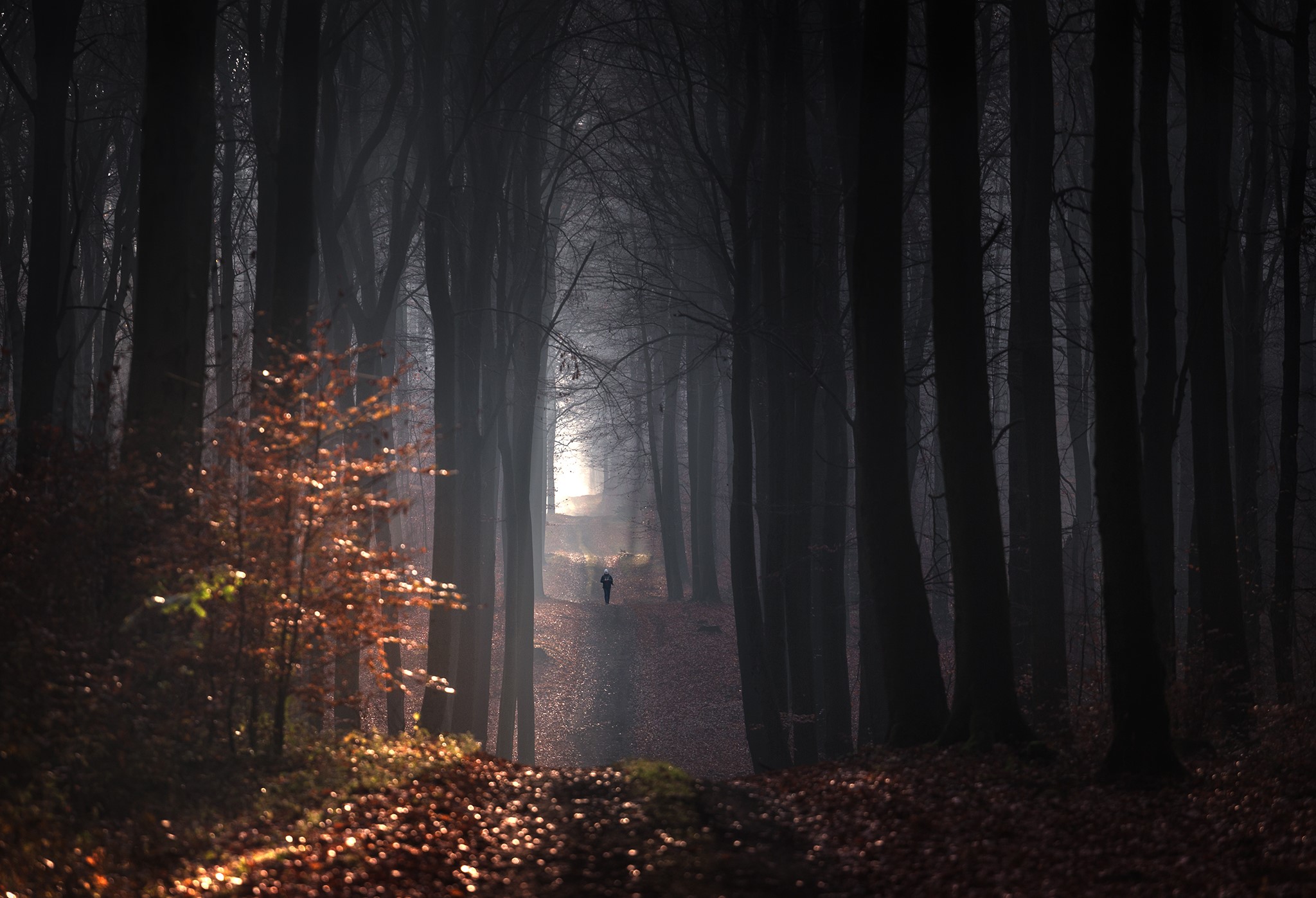 trees, people, fall, outdoors, Pawel Olejniczak, walking, photography, landscape, forest, path, nature, dappled sunlight HD Wallpaper