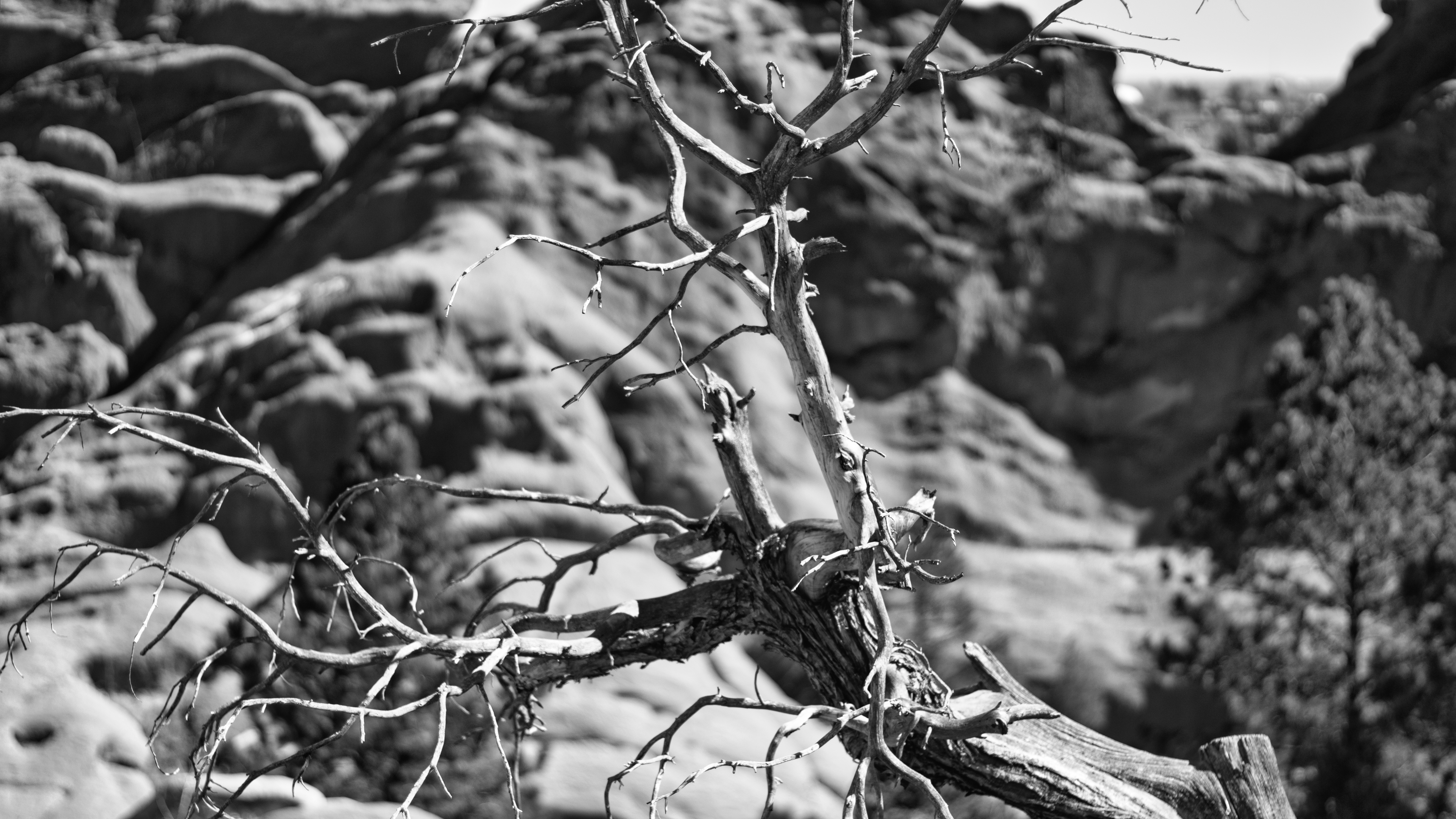 nature, dead trees, photography, tree stump, monochrome HD Wallpaper
