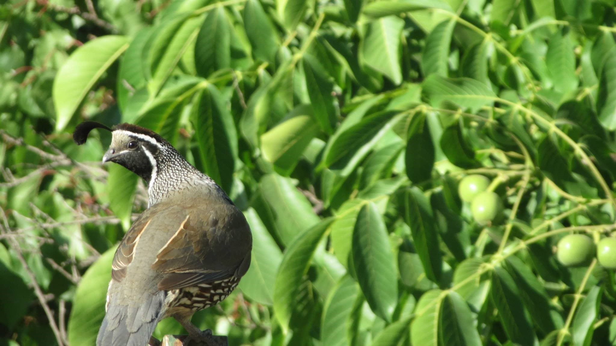 nature, animals, birds HD Wallpaper