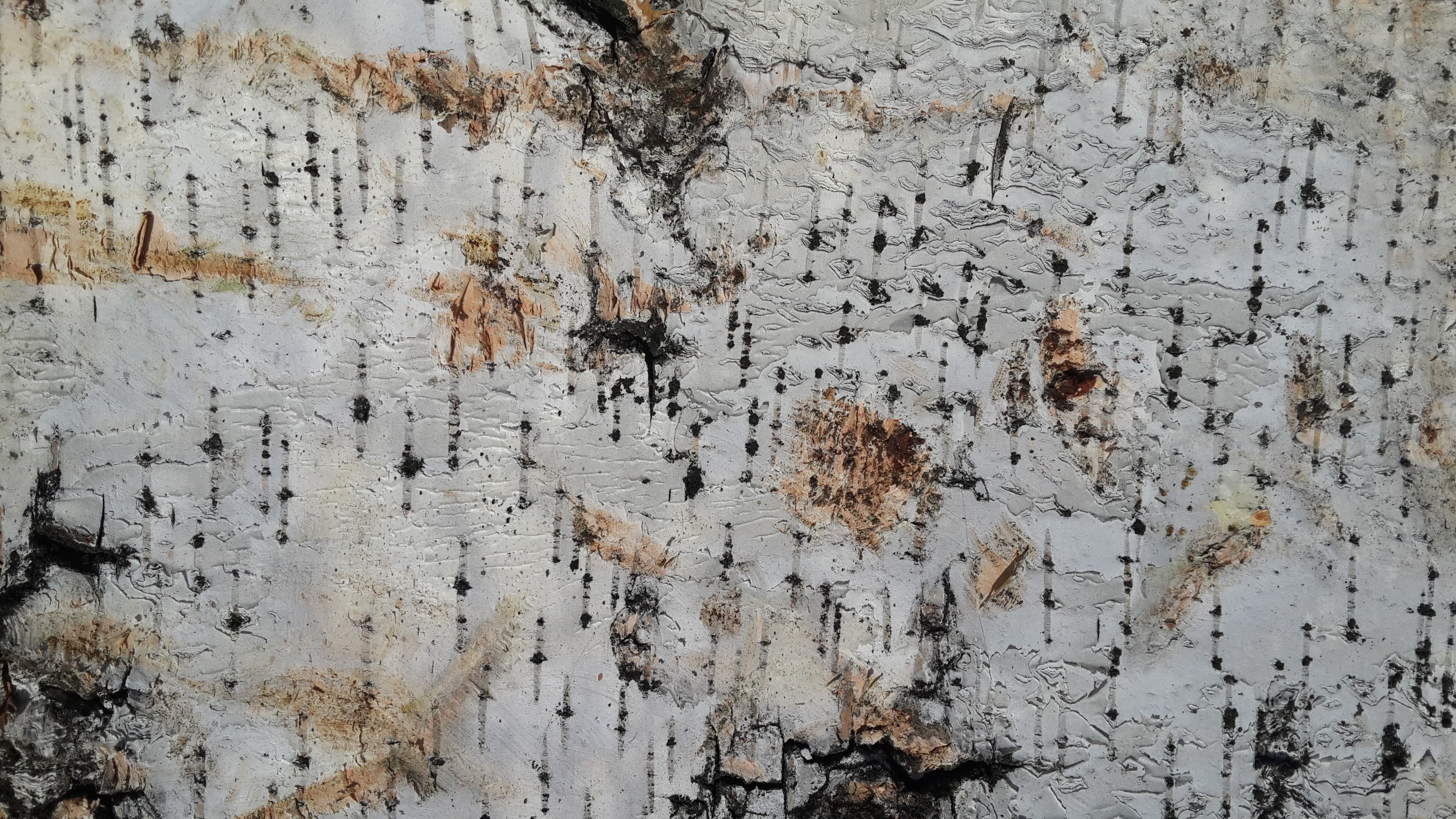 4K, wood, nature, tree bark, birch HD Wallpaper
