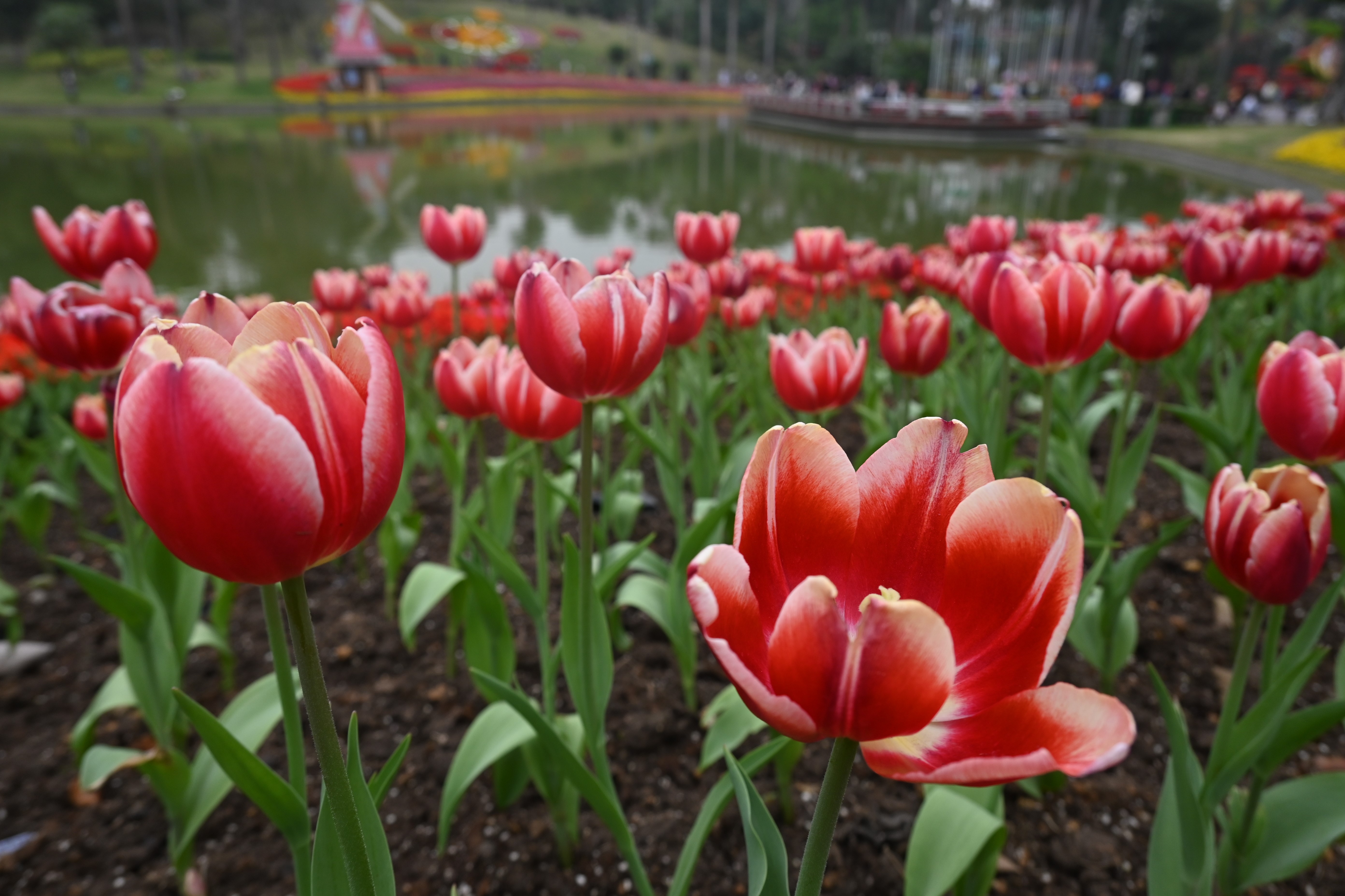 4K, outdoors, flowers, tulips, red flowers, plants HD Wallpaper