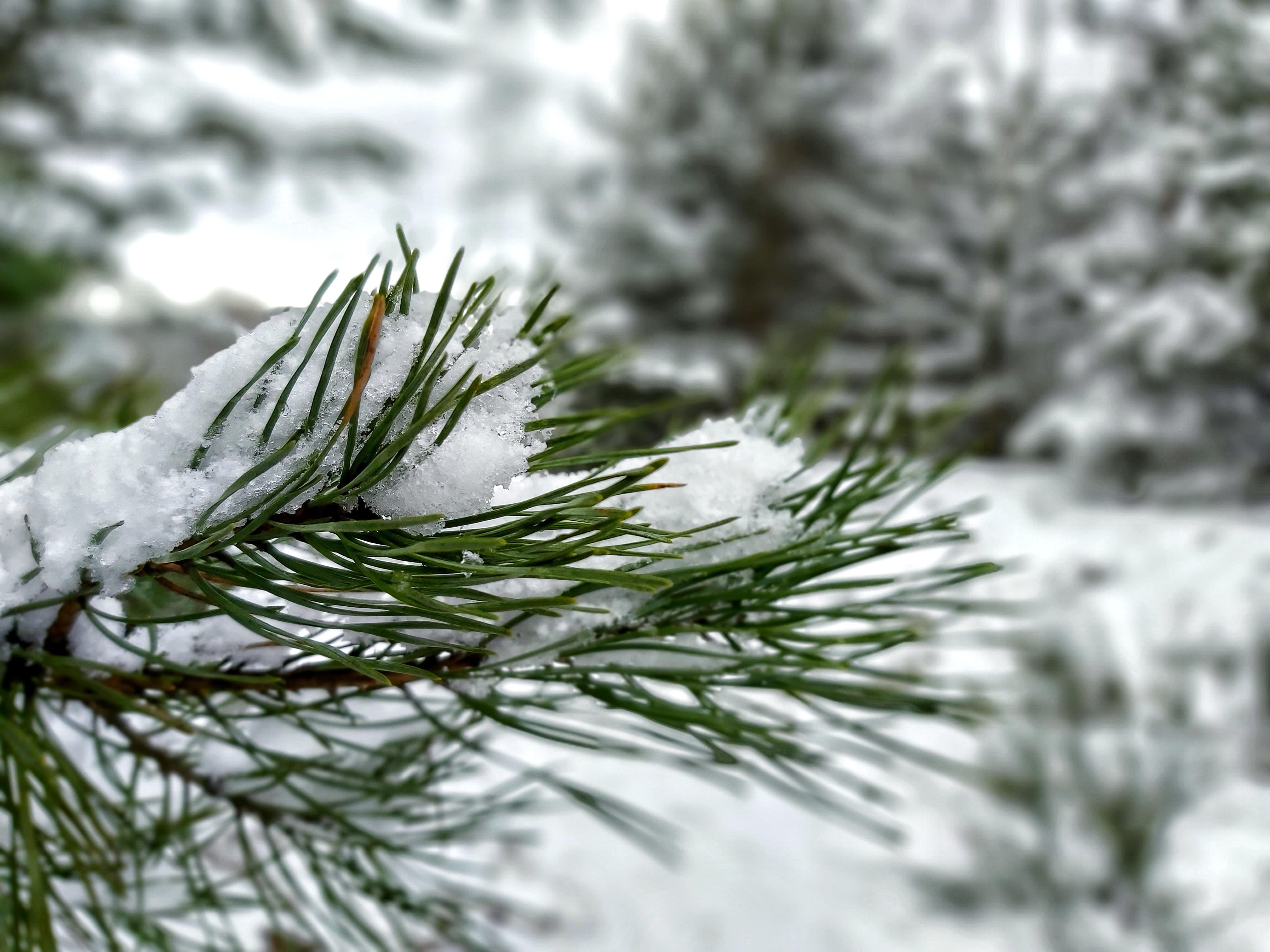 4K, pine trees, snow, nature, winter HD Wallpaper
