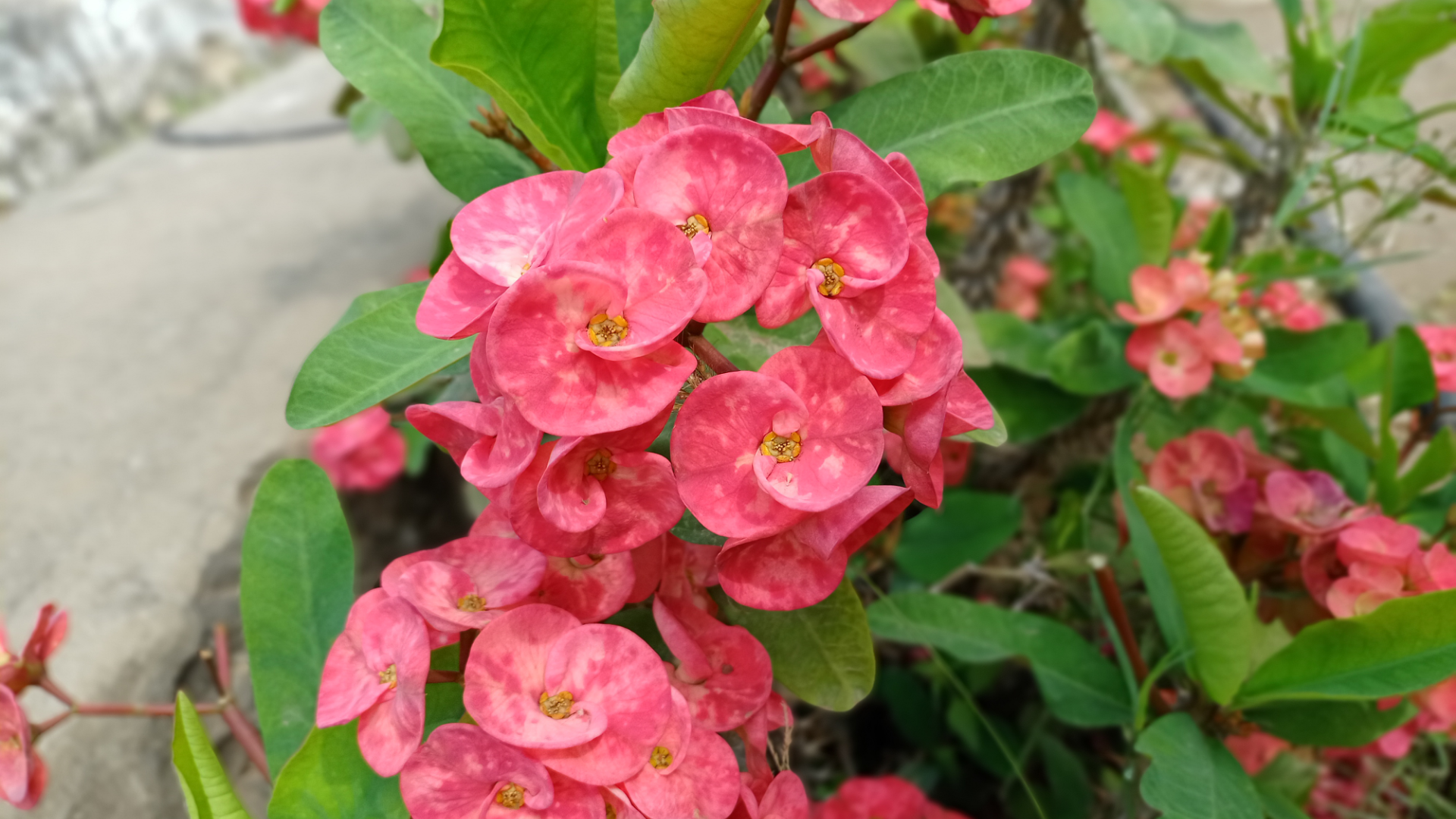 flowers, pink flowers, leaves, nature, plants HD Wallpaper