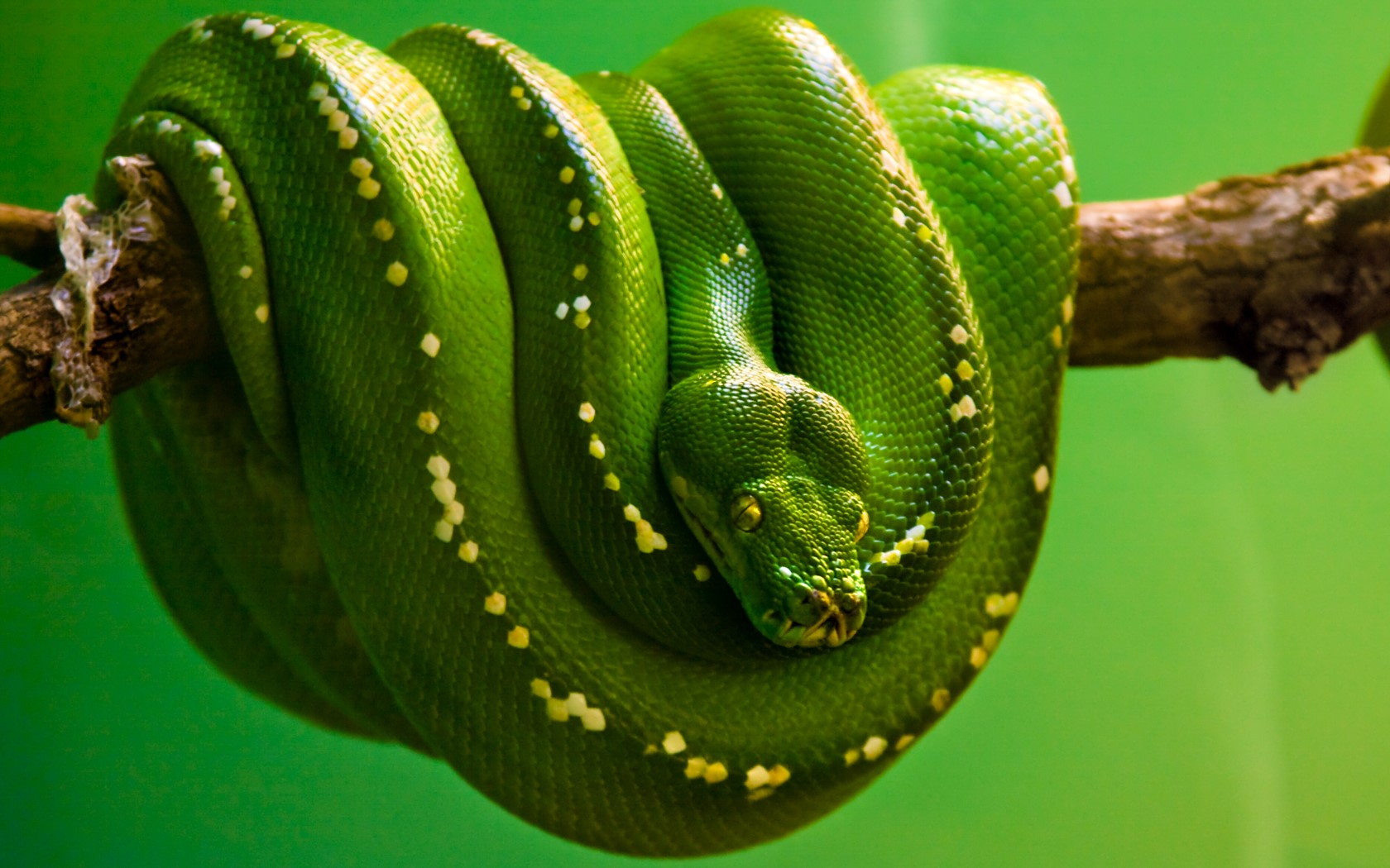 green background, snake, green, reptiles, python, animals, emerald HD Wallpaper