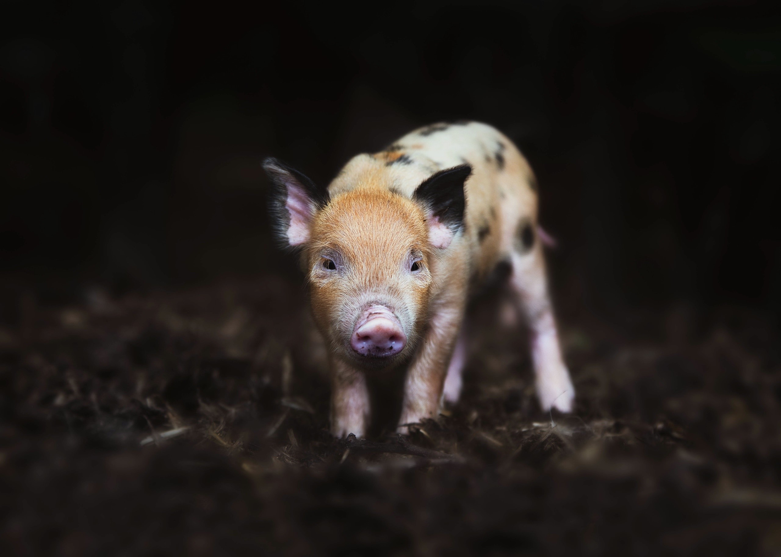 animals, pigs, mammals HD Wallpaper