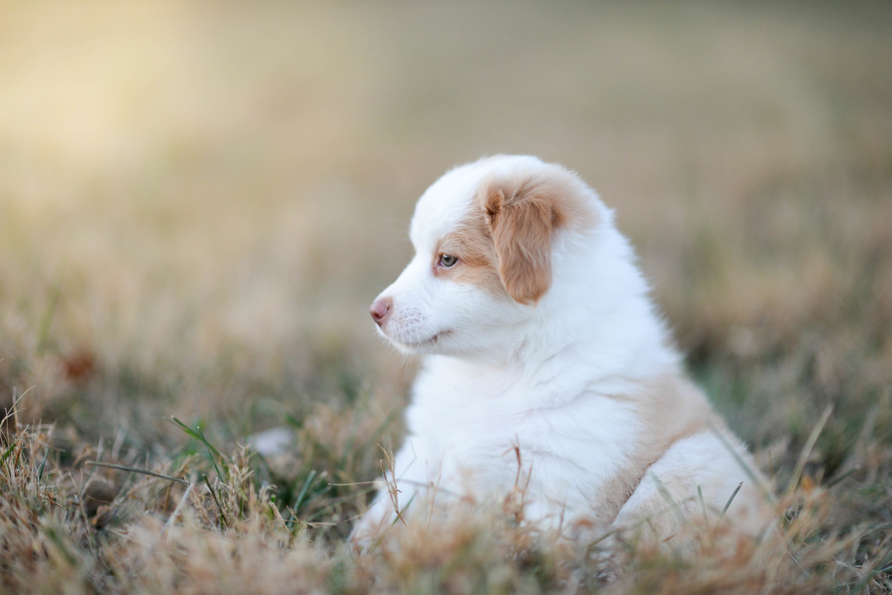 mammals, animals, outdoors, dog, plants, puppies HD Wallpaper