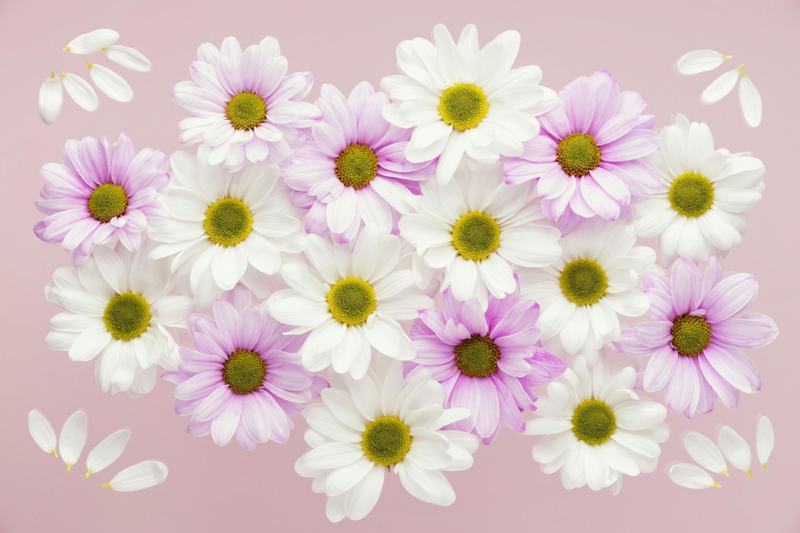 Pink and white daisies with green centers HD Wallpaper