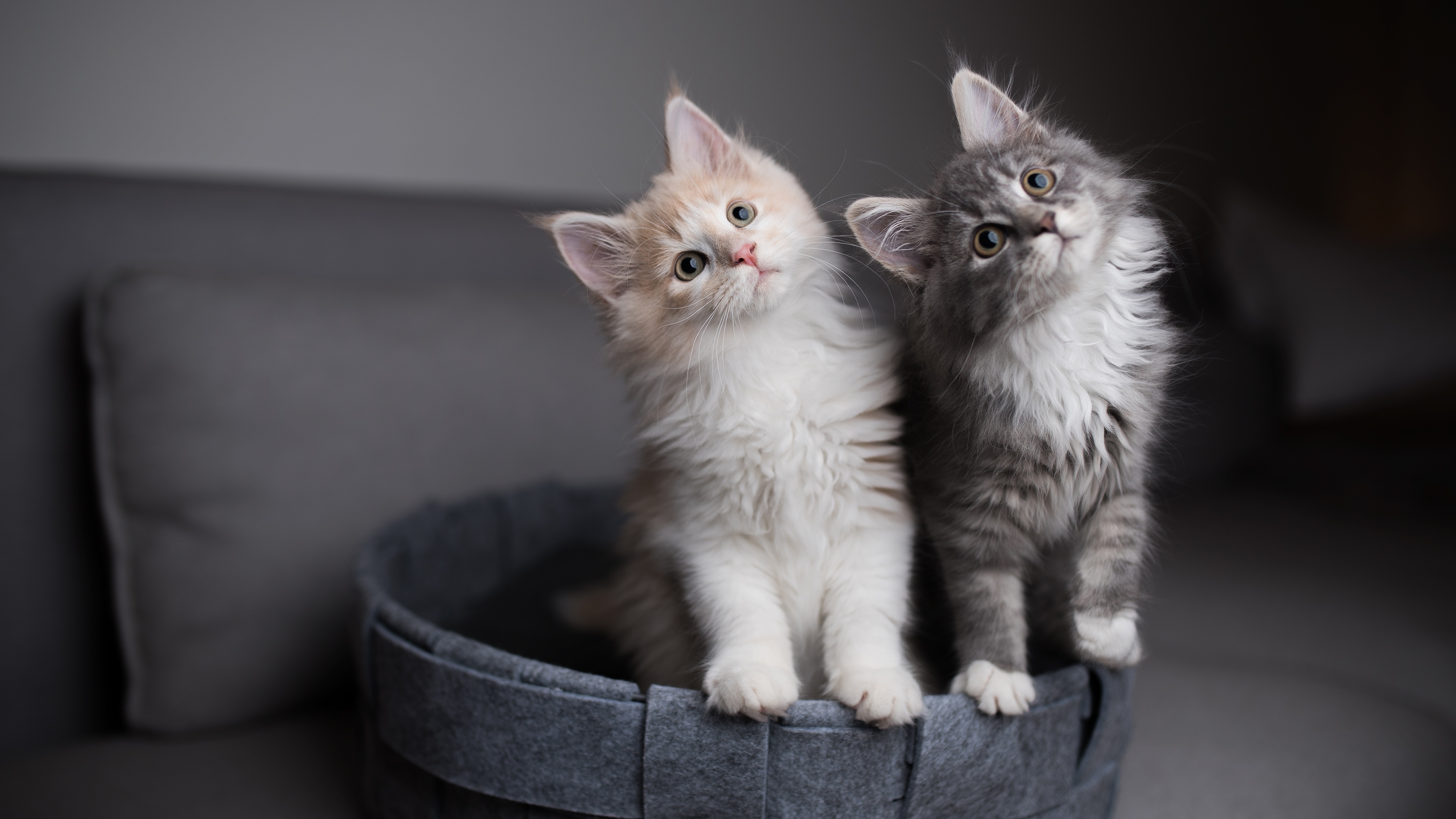 Two fluffy kittens in a basket HD Wallpaper