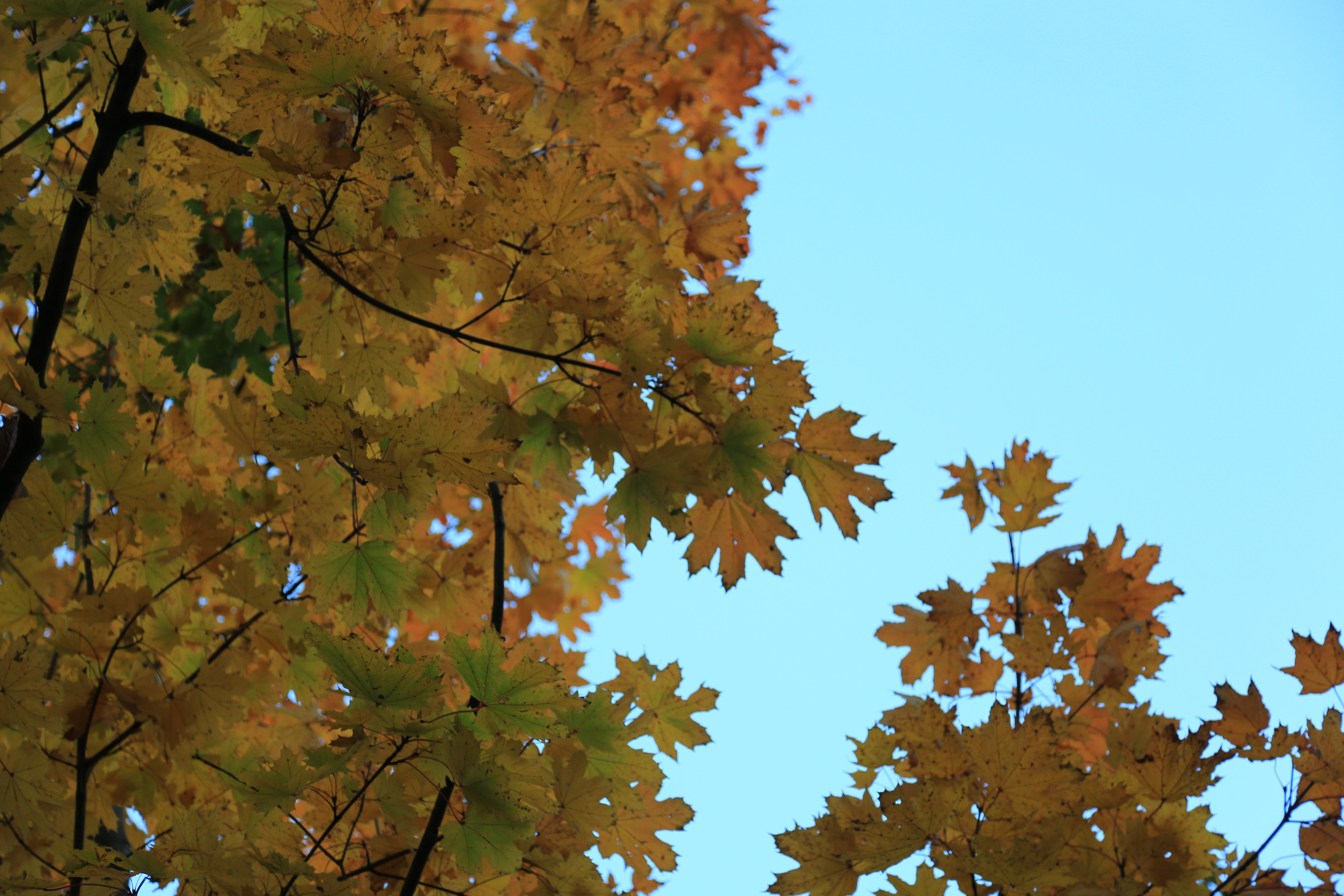 4K, fall, leaves, clear sky, natural light, trees, nature HD Wallpaper
