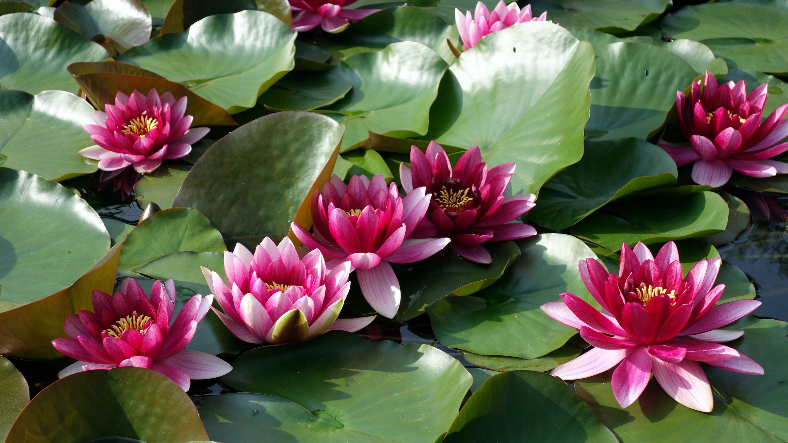 Pink Water Lilies on Green Lily Pads HD Wallpaper
