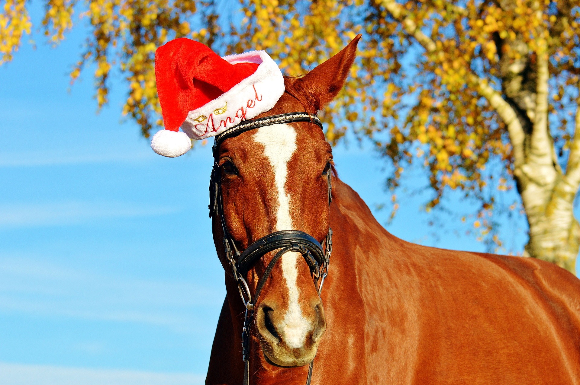 Brown horse wearing a Santa hat with the word Angel HD Wallpaper