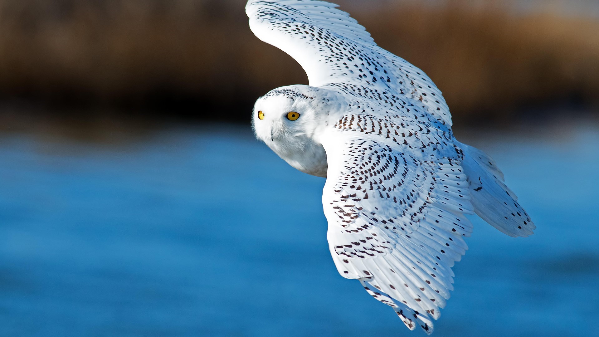 nature, animals, birds, owl, seashore HD Wallpaper