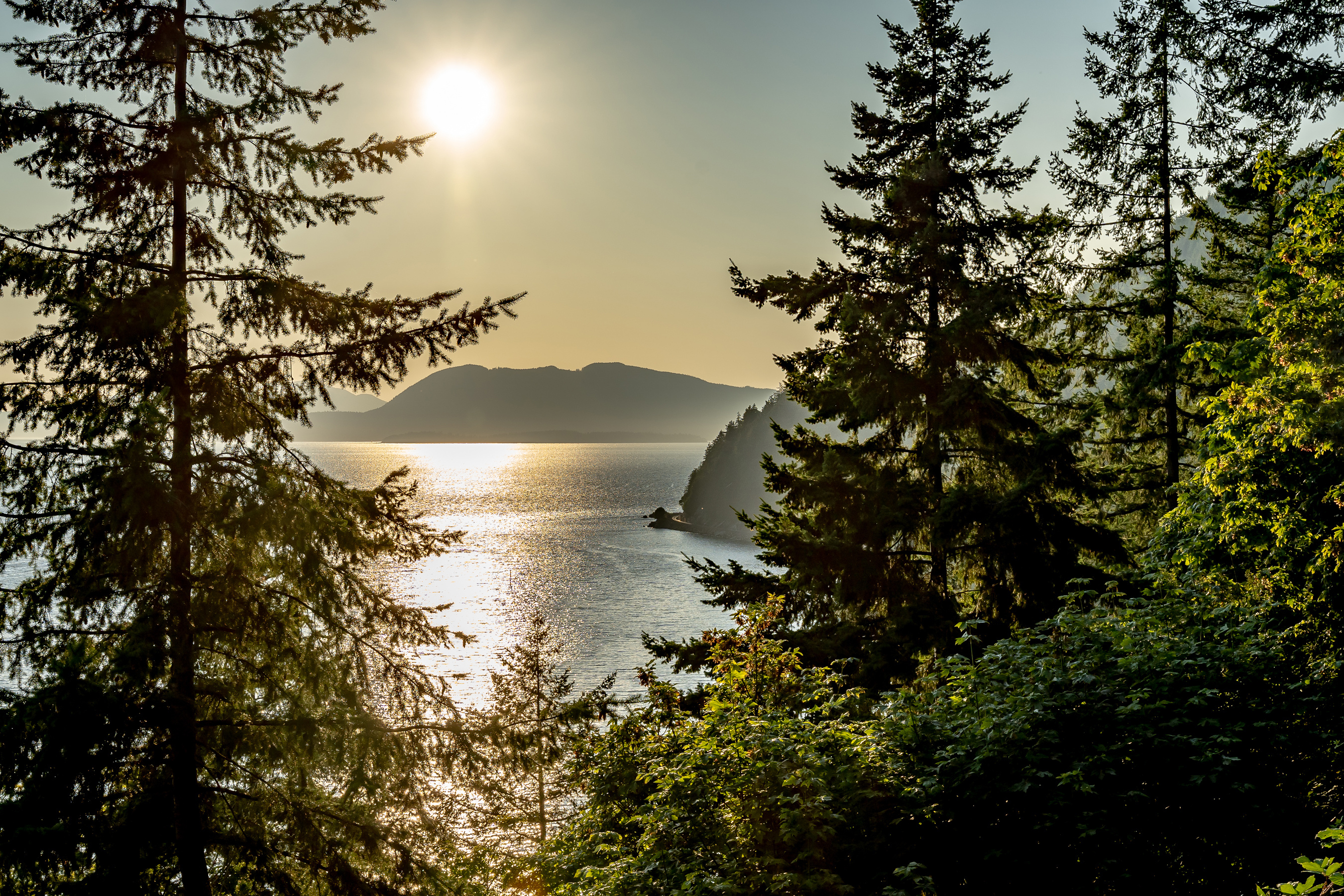 Sunrise over a calm ocean with pine trees HD Wallpaper