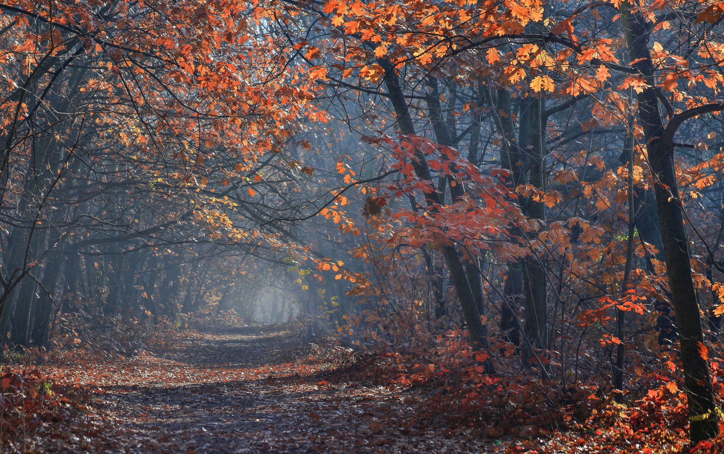 path, Milokost Alexey, leaves, photography, nature, outdoors, branch, mist, landscape, fall HD Wallpaper