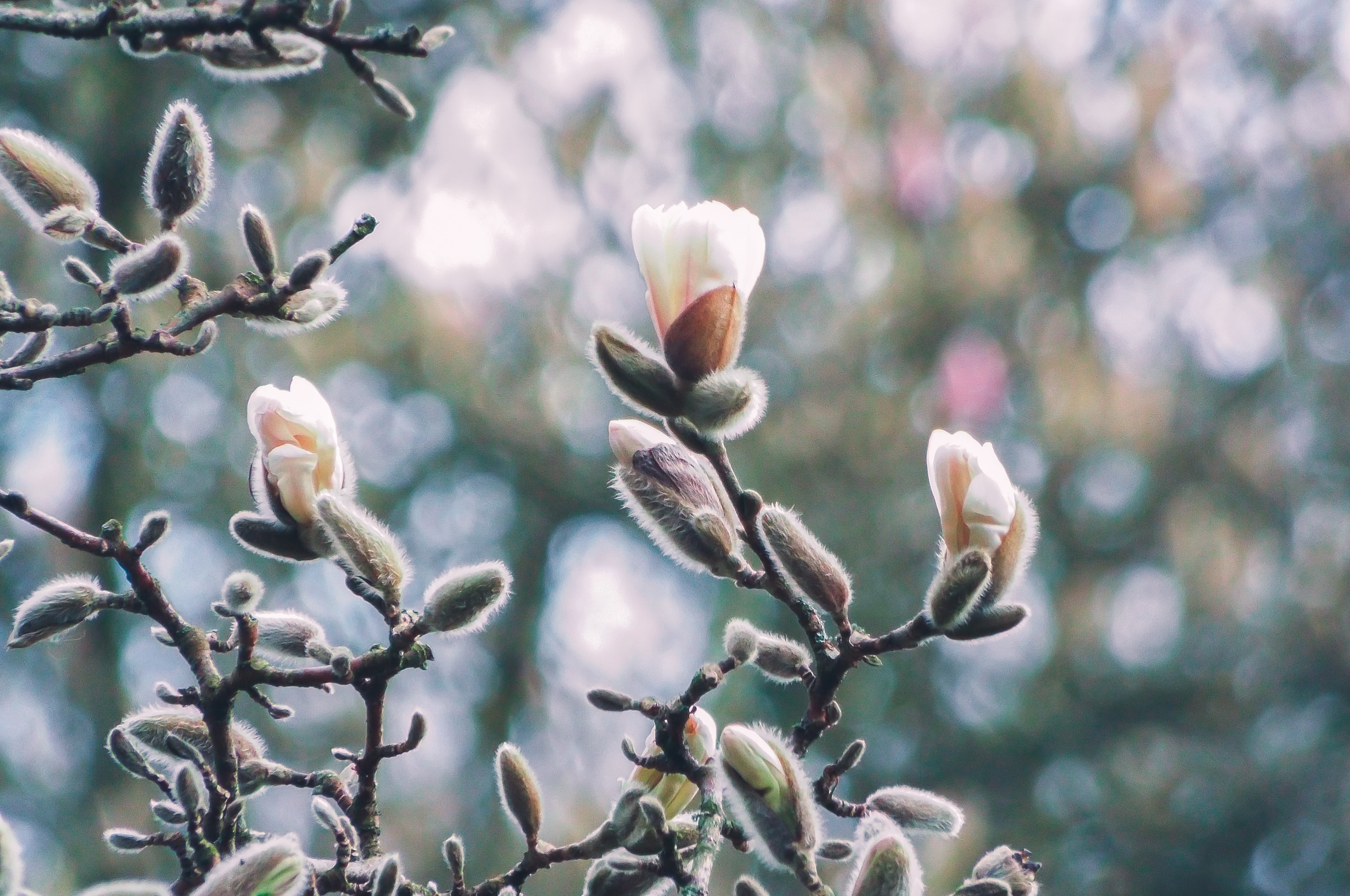 4K, blooming, film grain, floral, spring, depth of field, winter, snow, bokeh HD Wallpaper