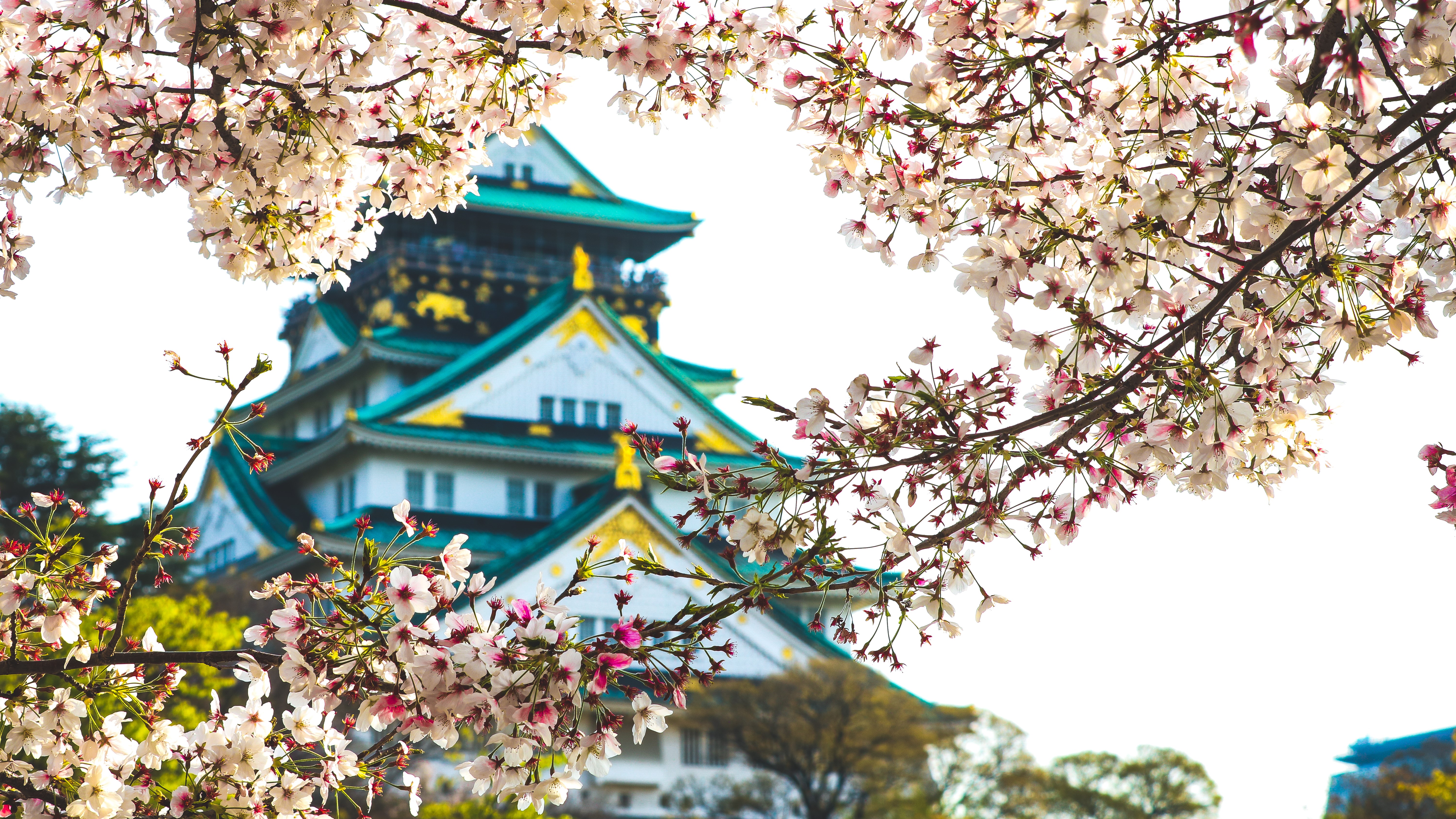4K, castle, plants, Asia, flowers, cherry blossom HD Wallpaper