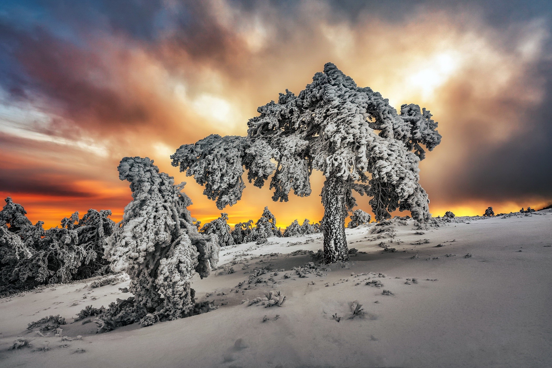 sunlight, sky, ice, snow, outdoors, winter, cold, trees HD Wallpaper