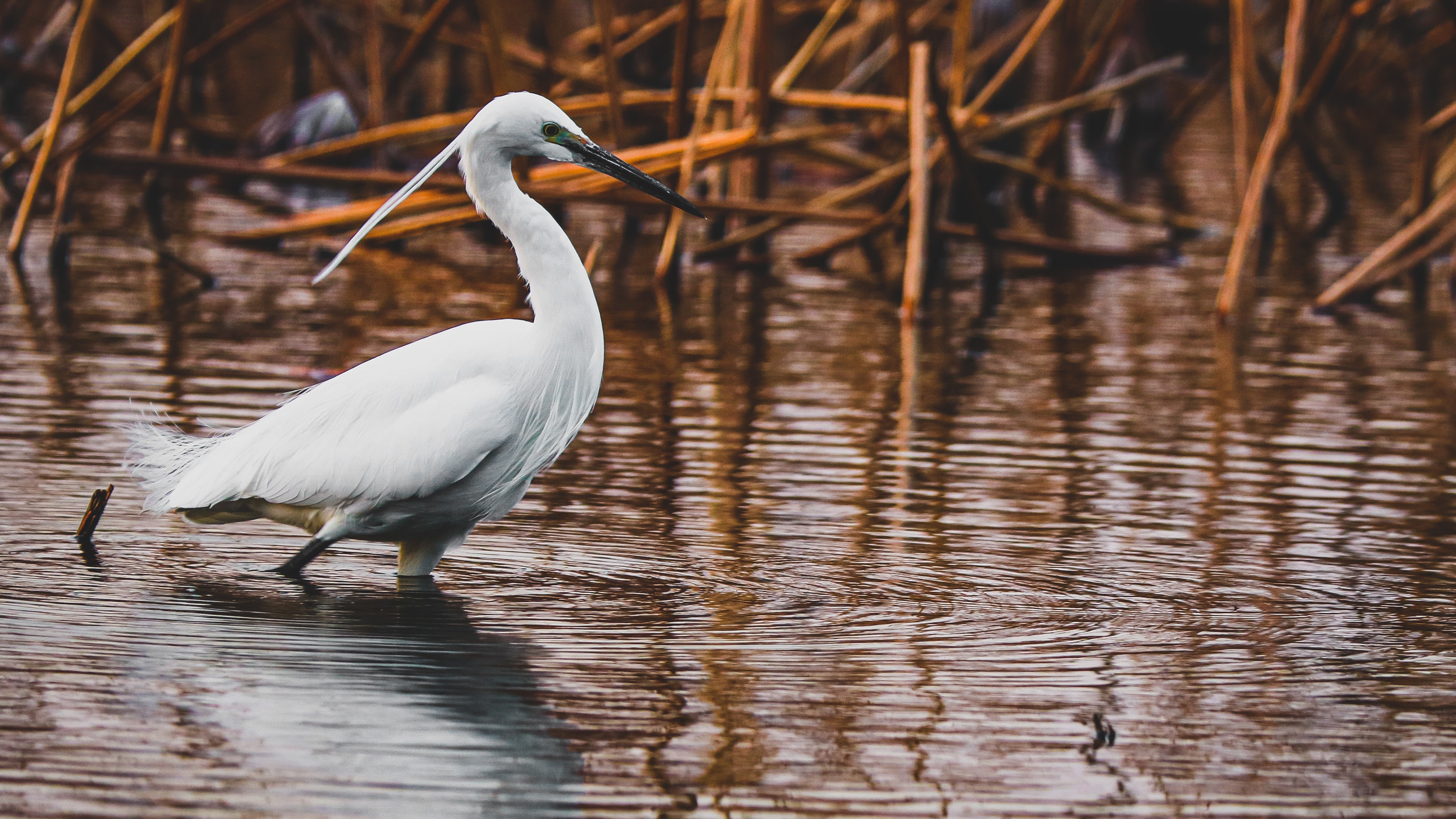 4K, Tokyo, nature, birds, water, Japan HD Wallpaper