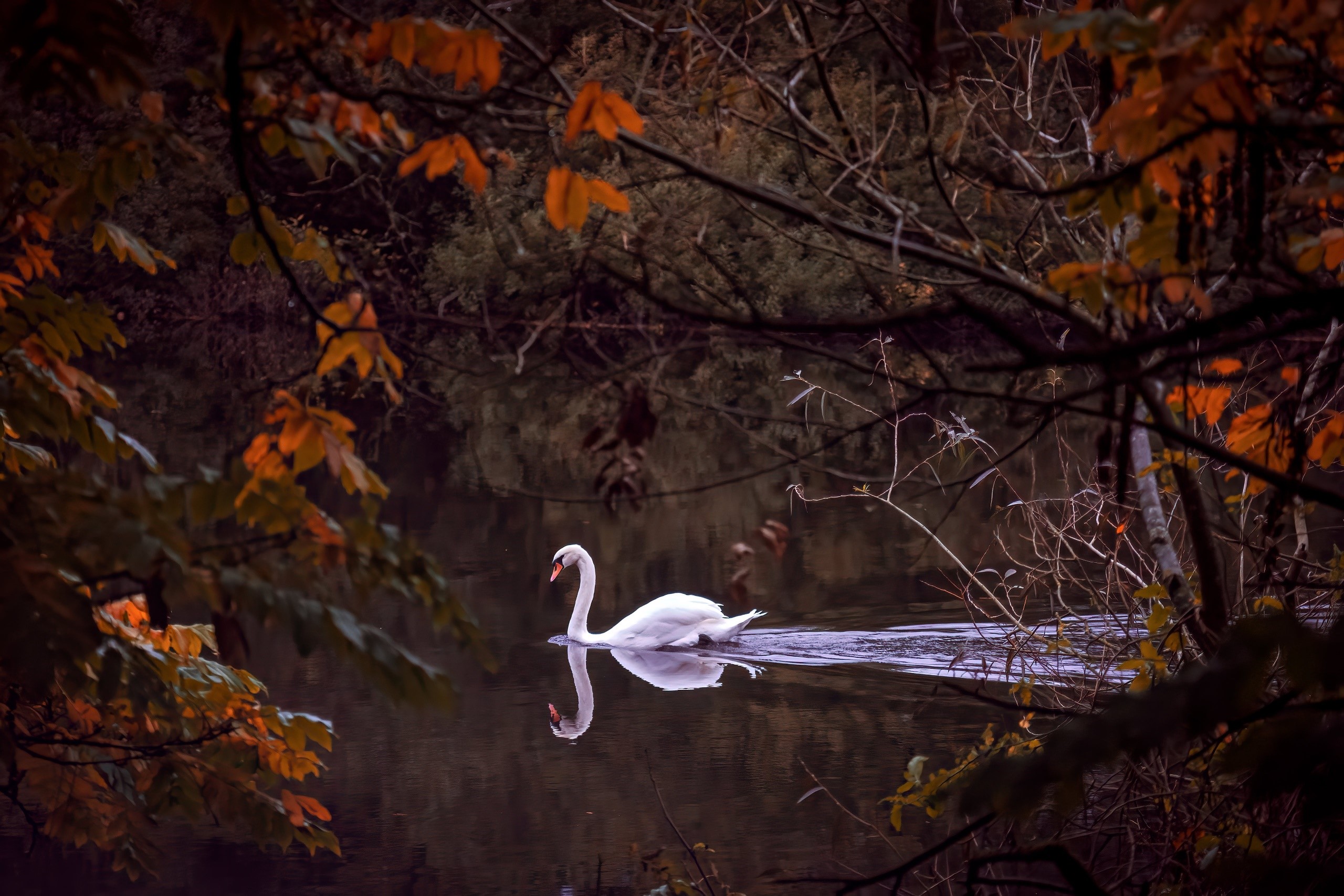 leaves, outdoors, nature, swan, birds, animals, trees, fall, reflection, water HD Wallpaper