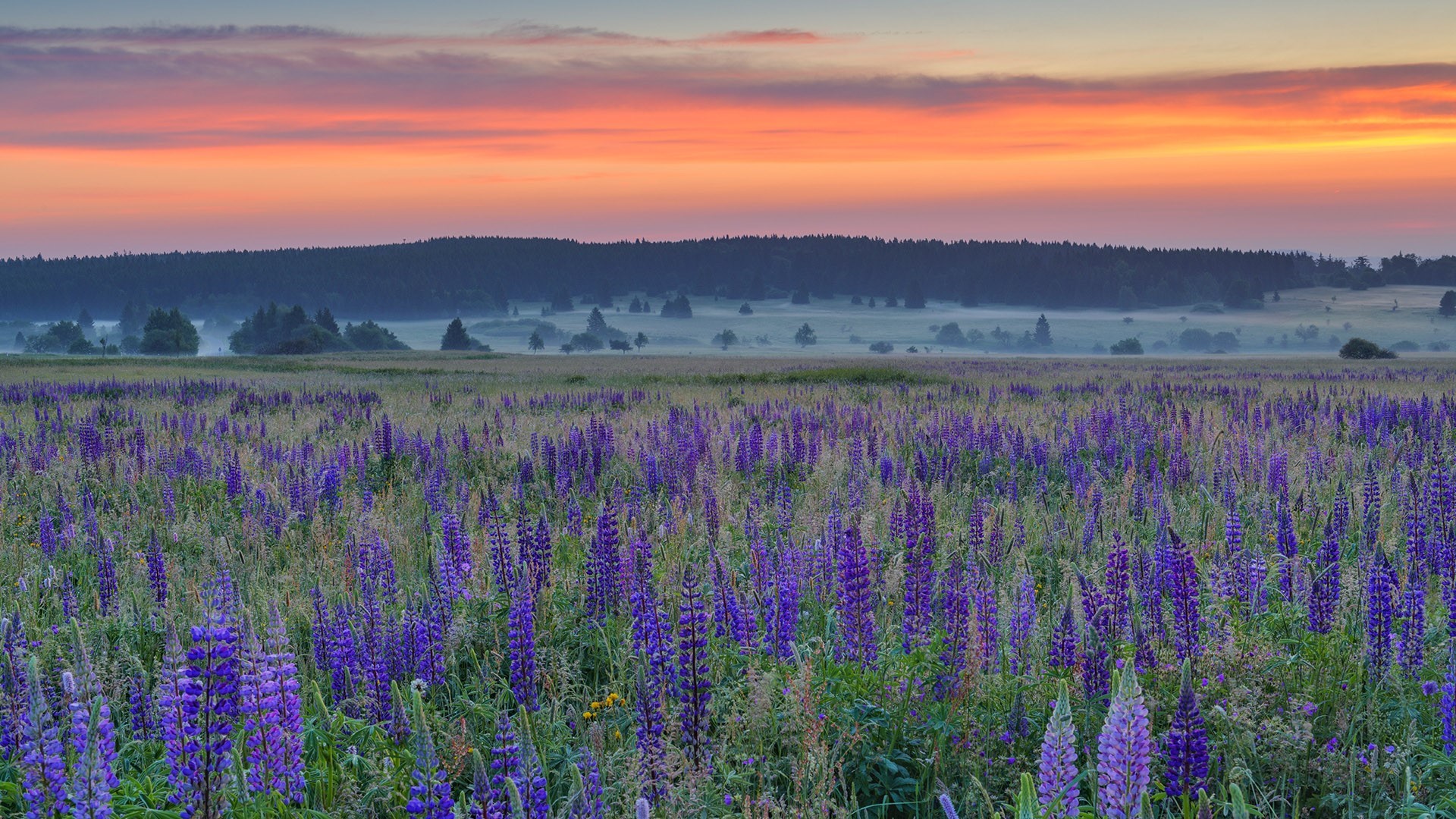 Field of purple lupines at sunrise with misty forest background HD Wallpaper