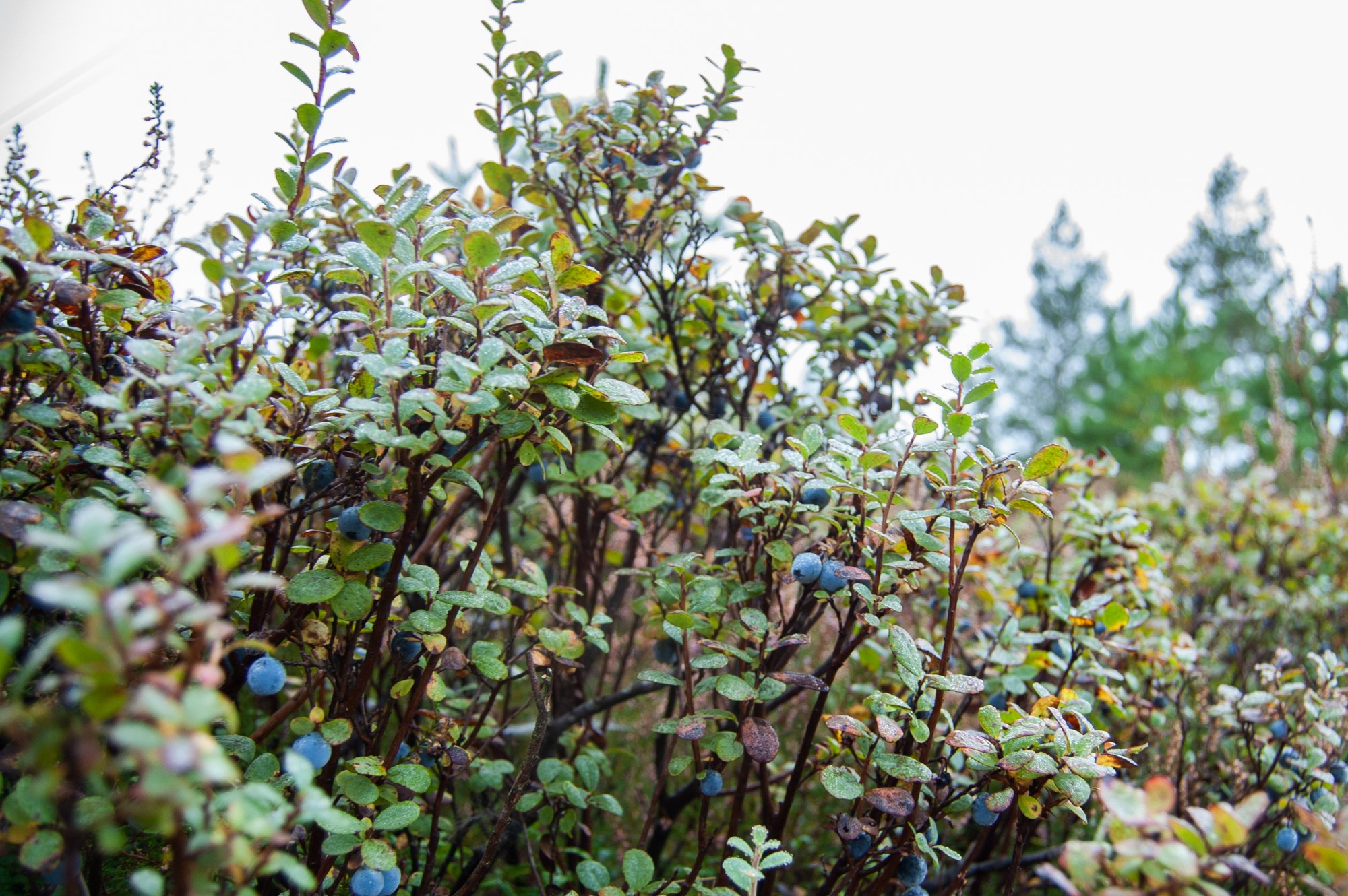 Blueberry bushes with ripe berries HD Wallpaper