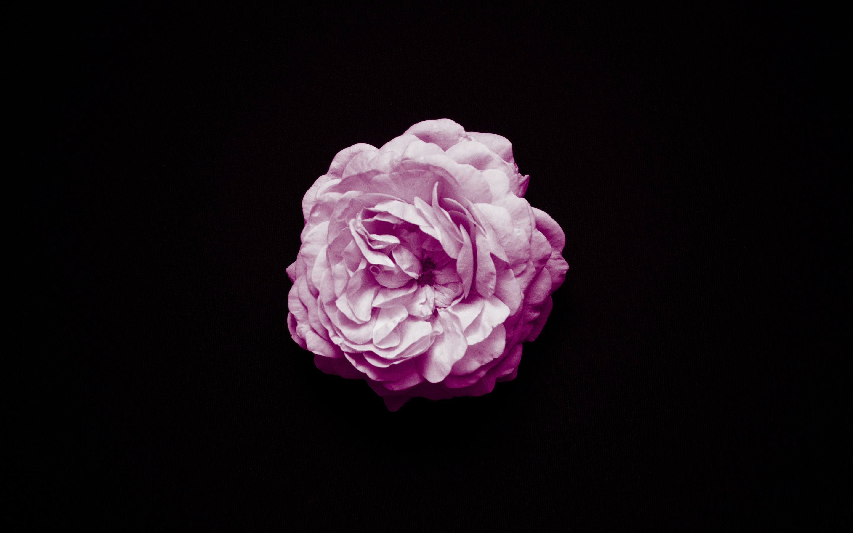 Pink rose on a black background HD Wallpaper