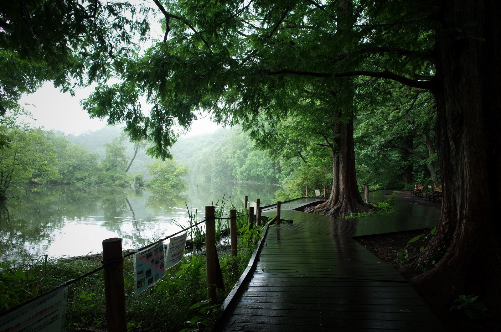 Wooden boardwalk along a tranquil lake surrounded by trees HD Wallpaper