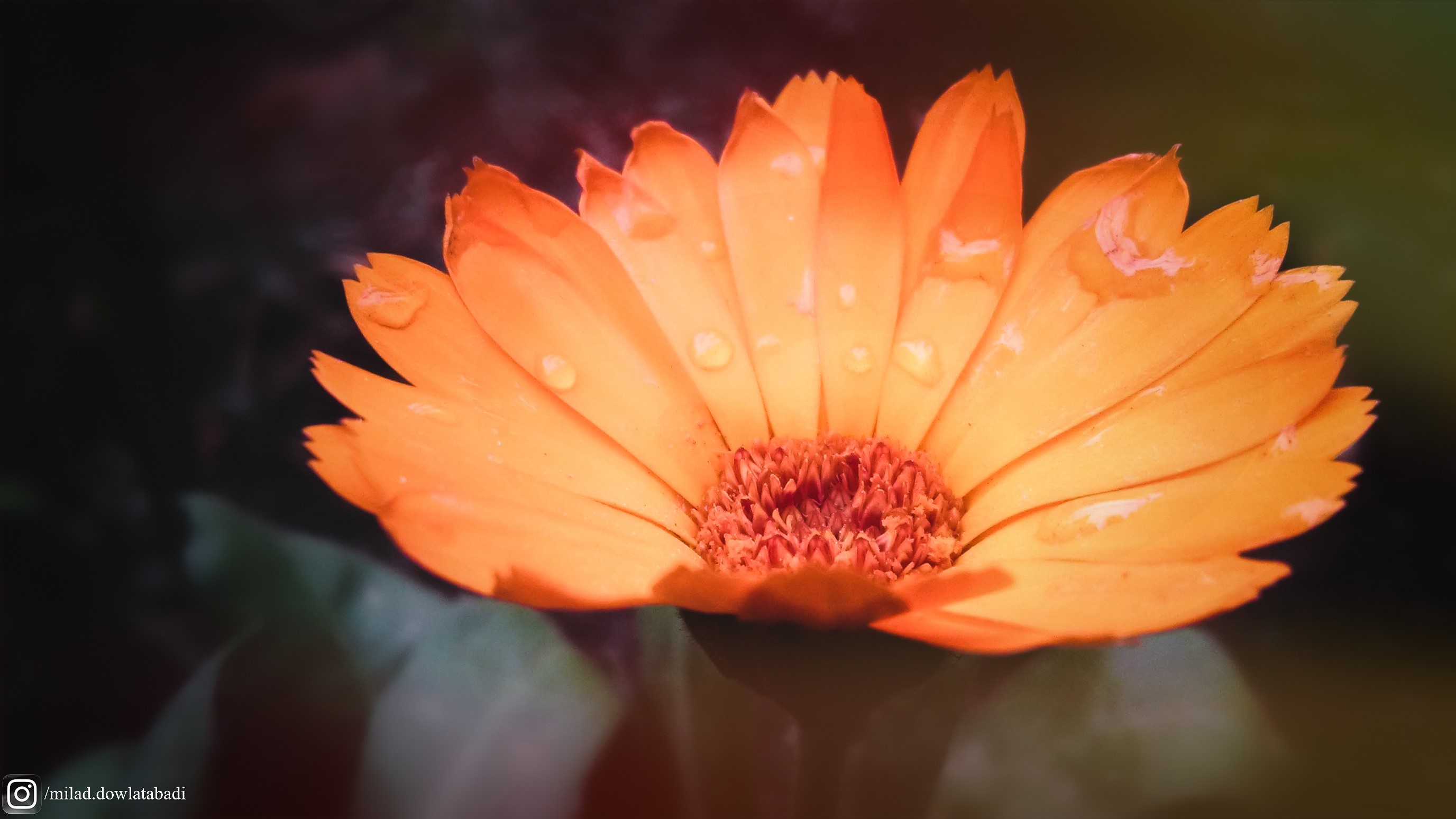 Orange flower with water drops HD Wallpaper