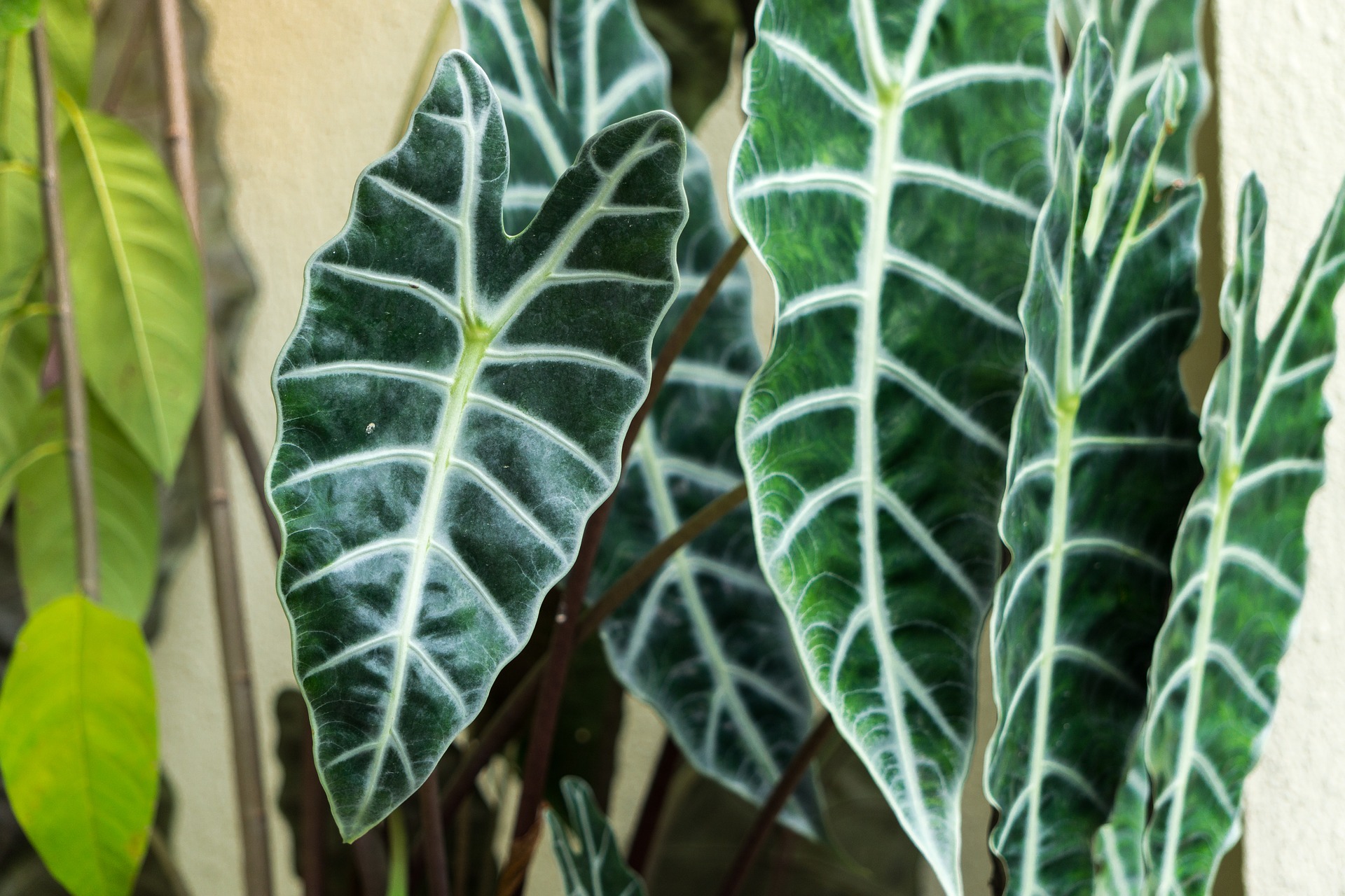 Alocasia Amazonica plant with dark green leaves and white veins HD Wallpaper
