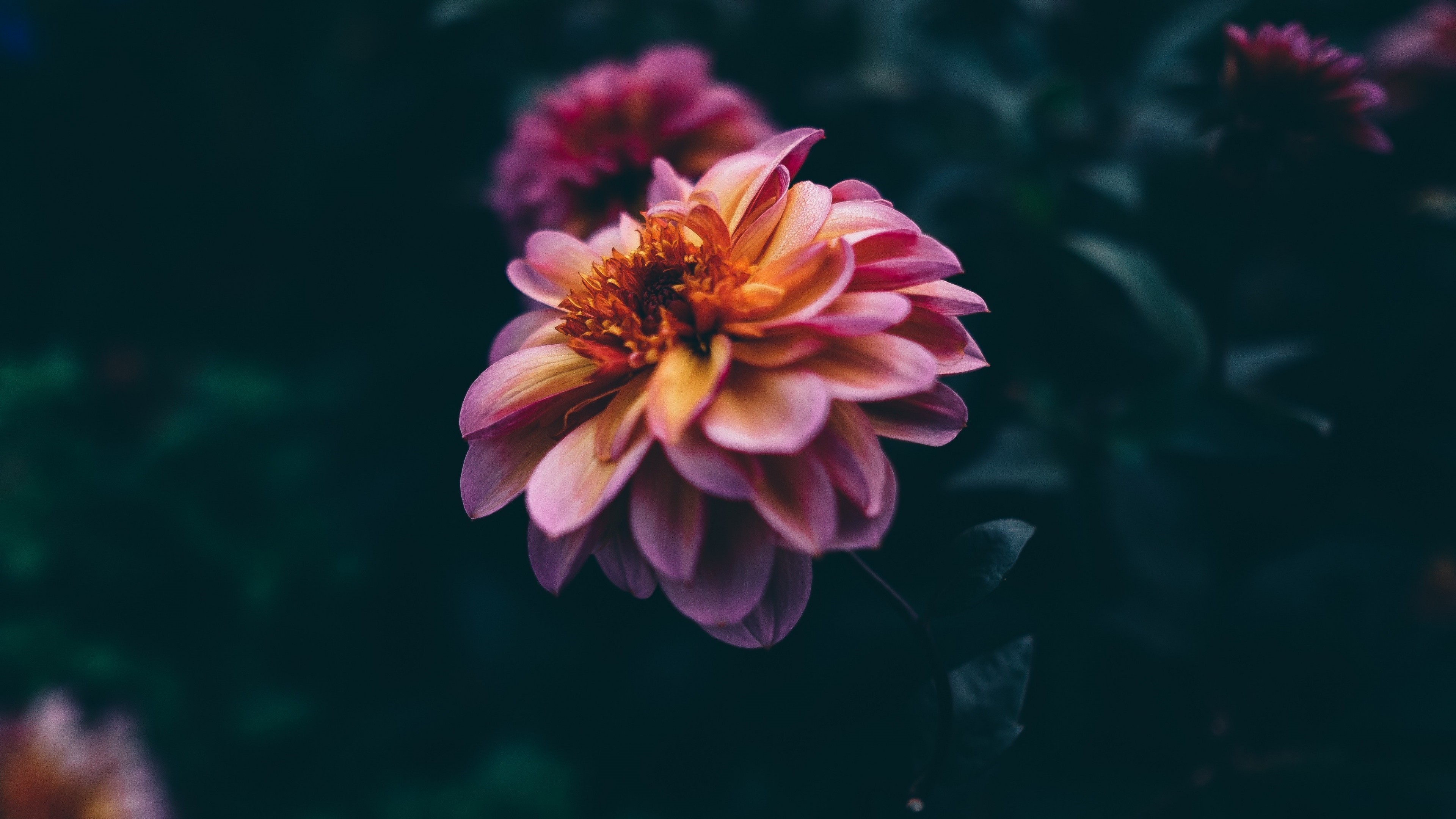 4K macro shot of pink and orange dahlia flowers HD Wallpaper