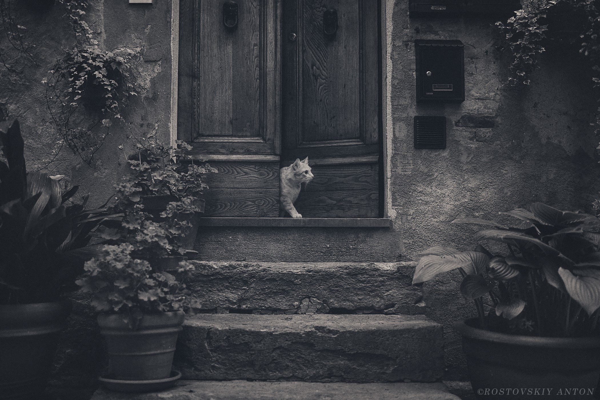 Cat peeking from a wooden door on stone stairs HD Wallpaper