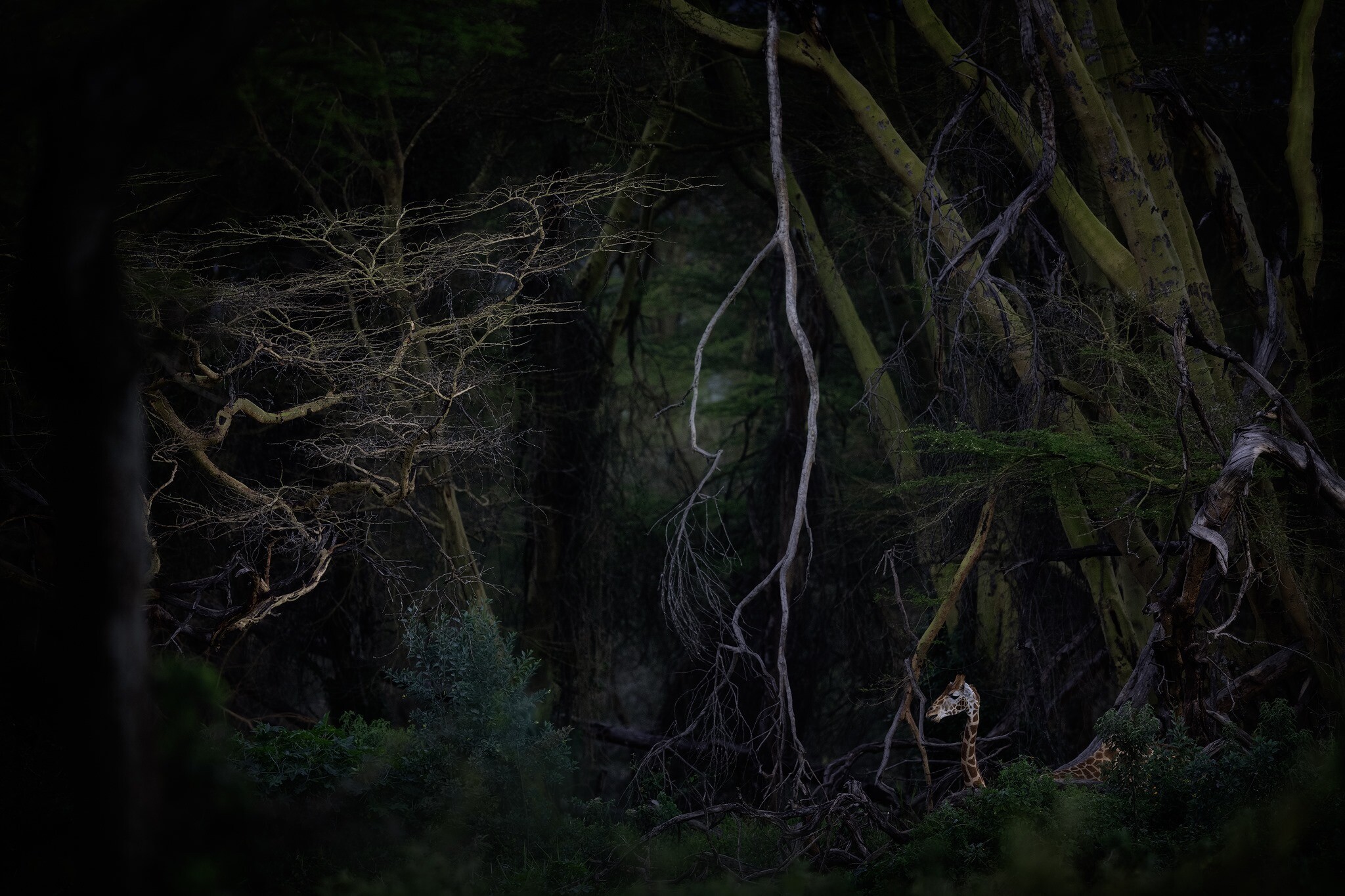 Giraffe peeking through dense forest branches at dusk HD Wallpaper