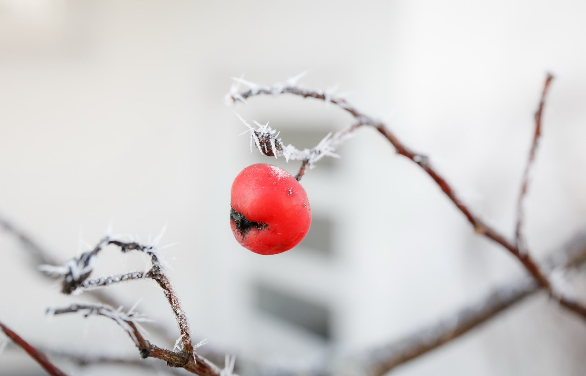 Red berry on a frosted branch in winter HD Wallpaper