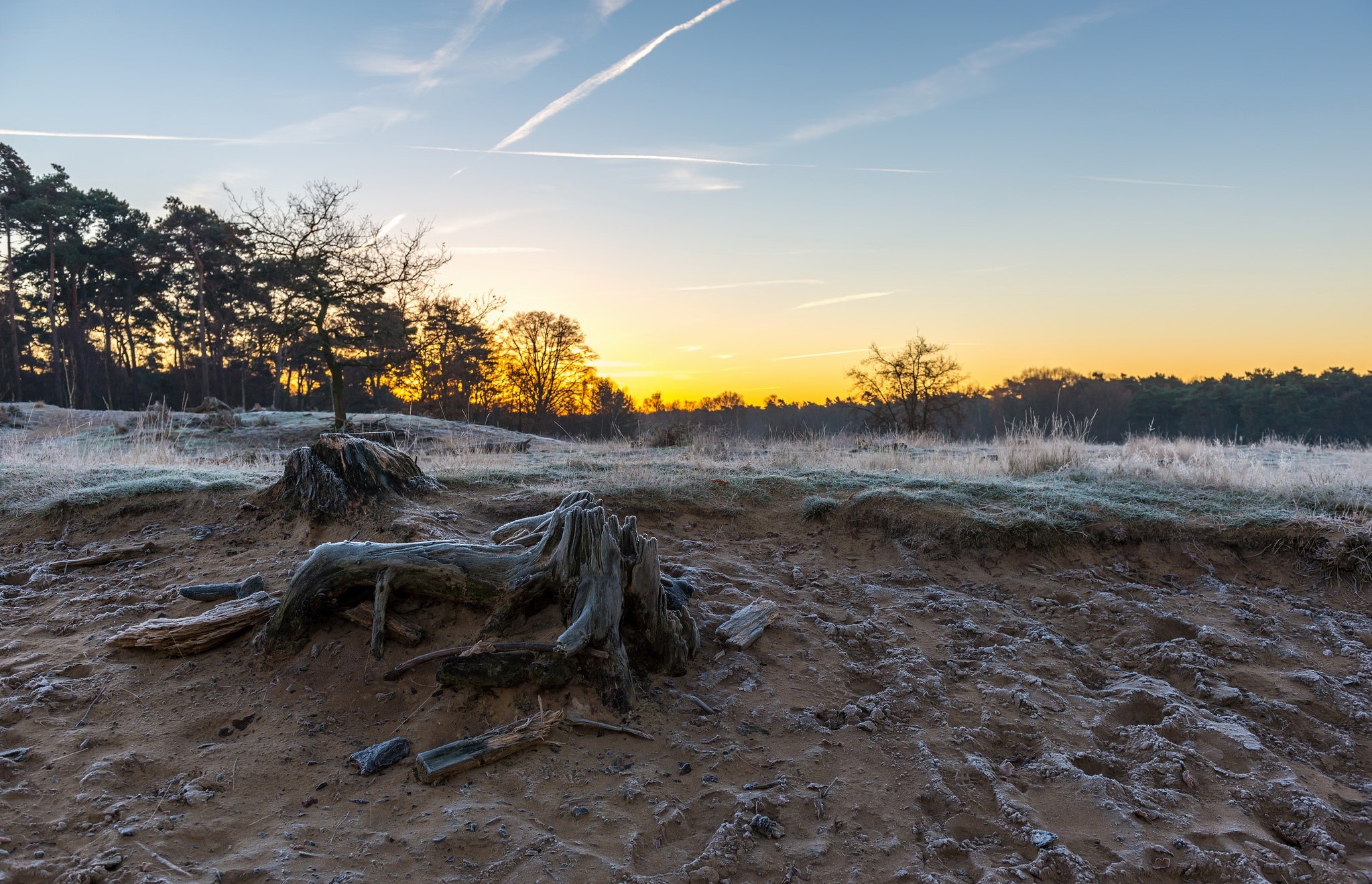Frosty landscape with tree stumps at sunrise HD Wallpaper