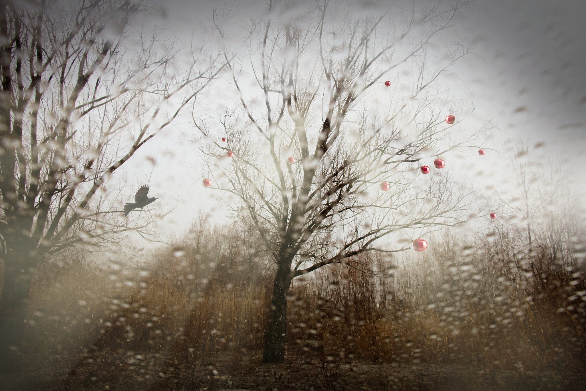 Bare trees with red ornaments and a bird flying HD Wallpaper