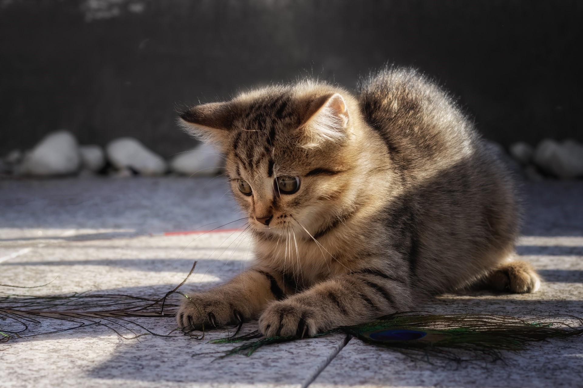 Kitten playing with peacock feathers HD Wallpaper