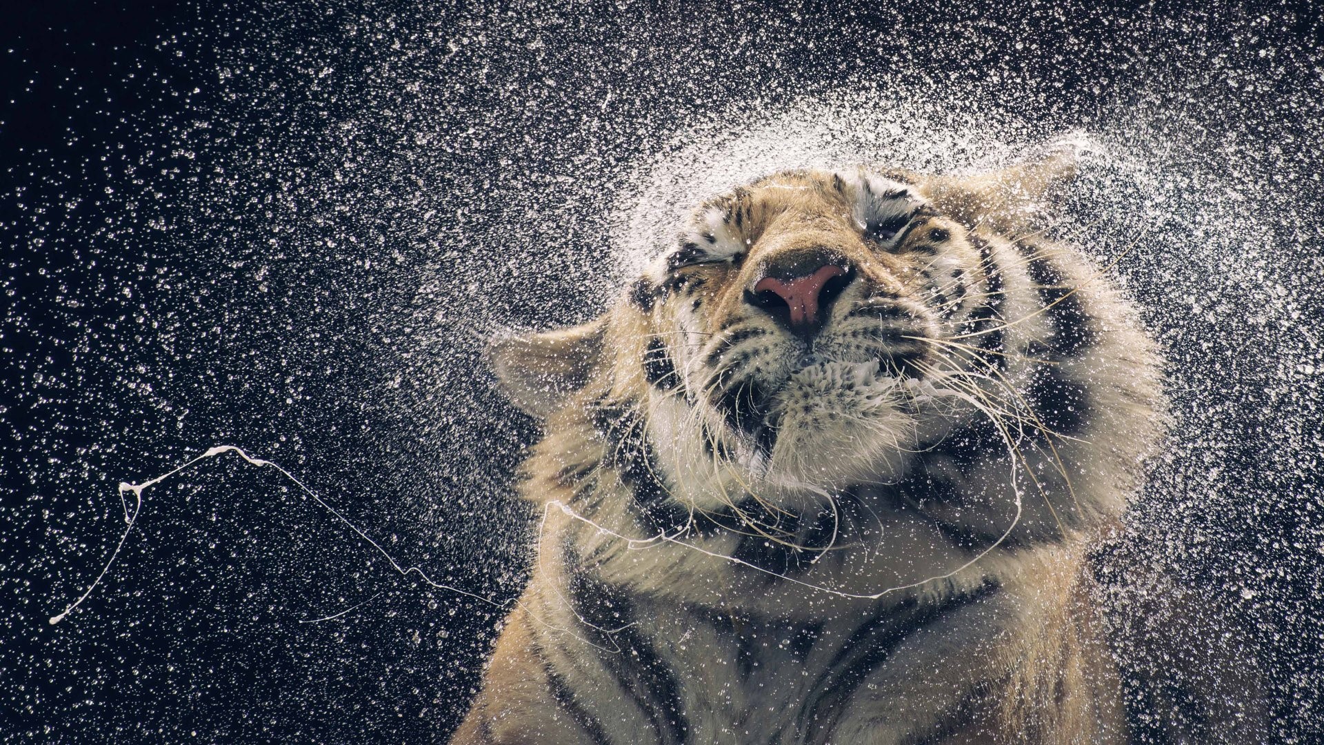 Tiger shaking water off its head HD Wallpaper