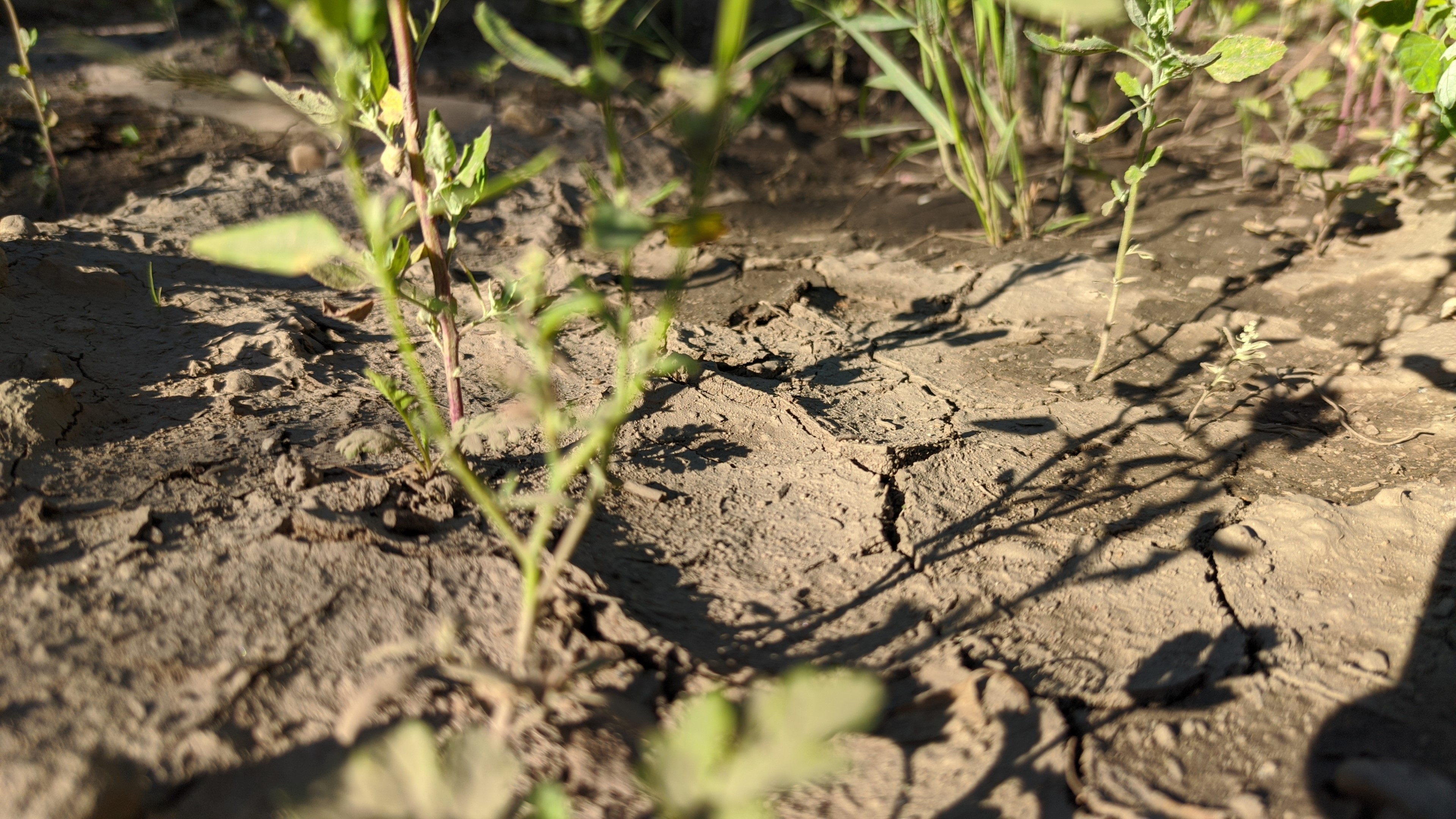 Macro view of cracked dry earth with plants HD Wallpaper