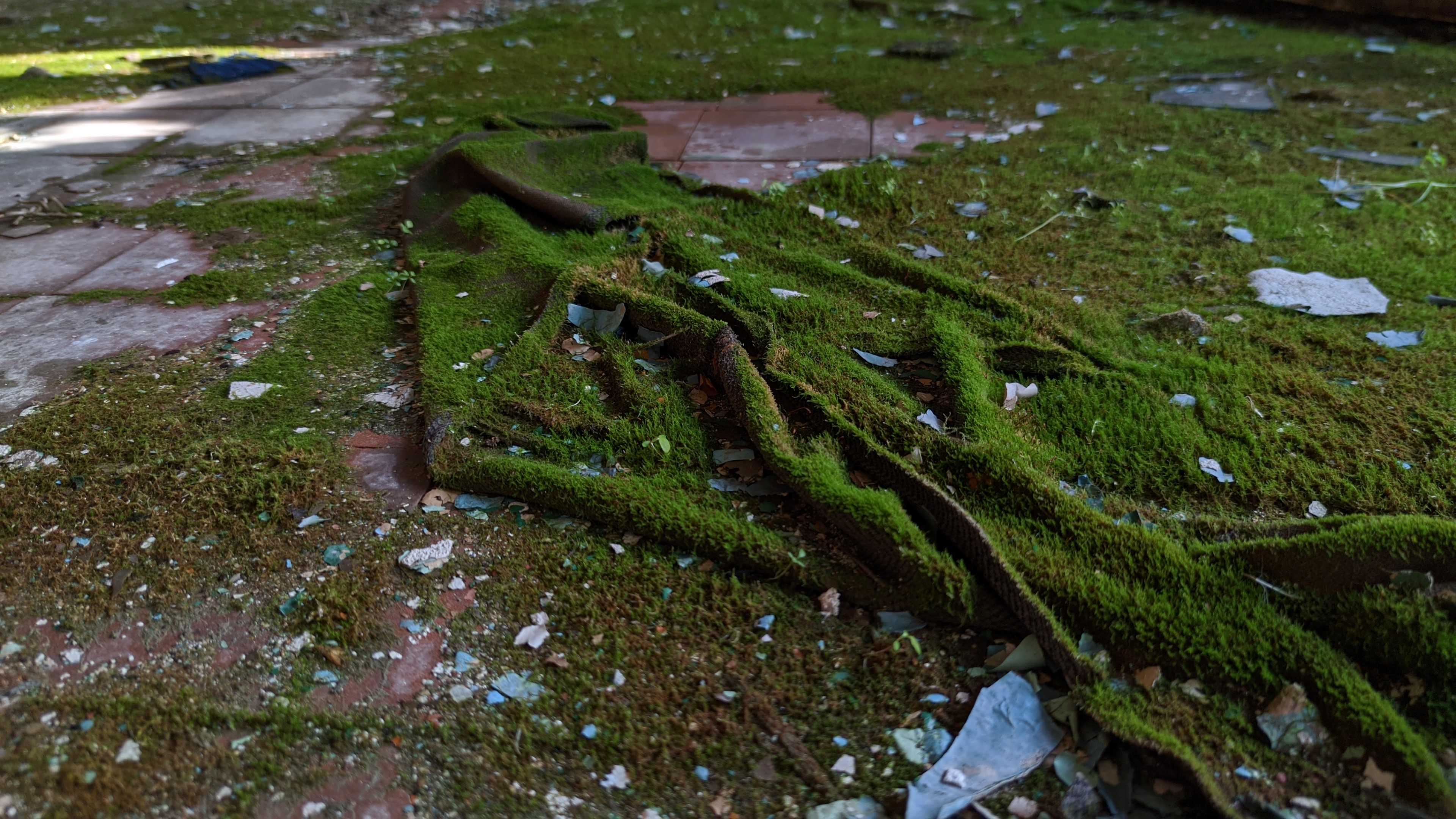 Moss growing on fabric and debris HD Wallpaper