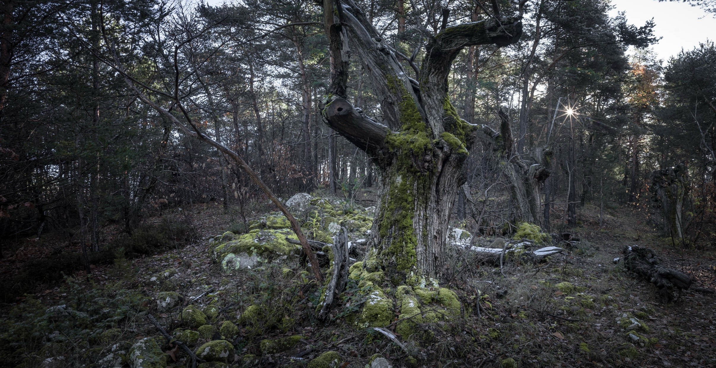 Moss-covered ancient tree in a dark forest HD Wallpaper