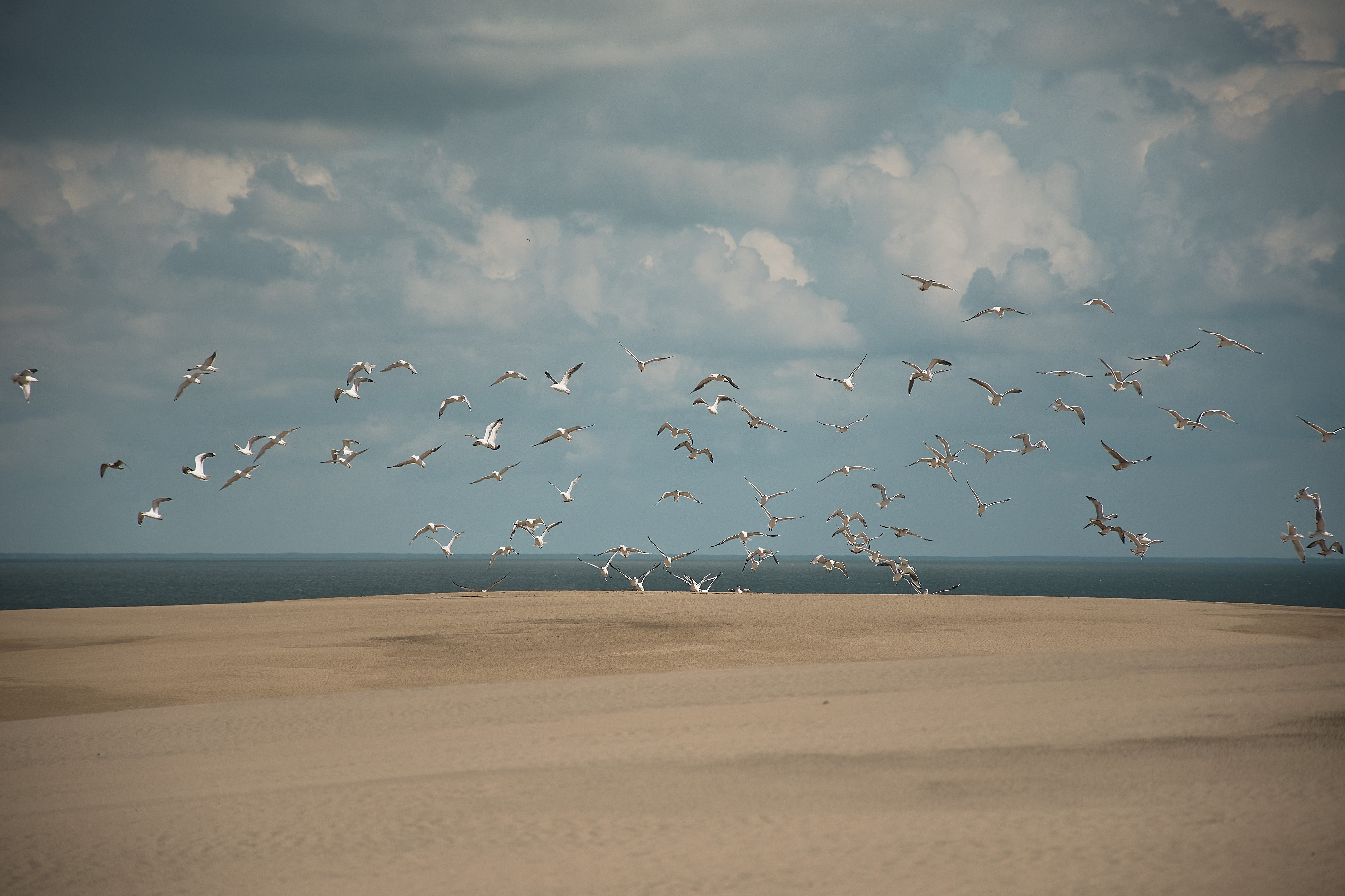 Flock of seagulls flying over sand dunes and ocean HD Wallpaper
