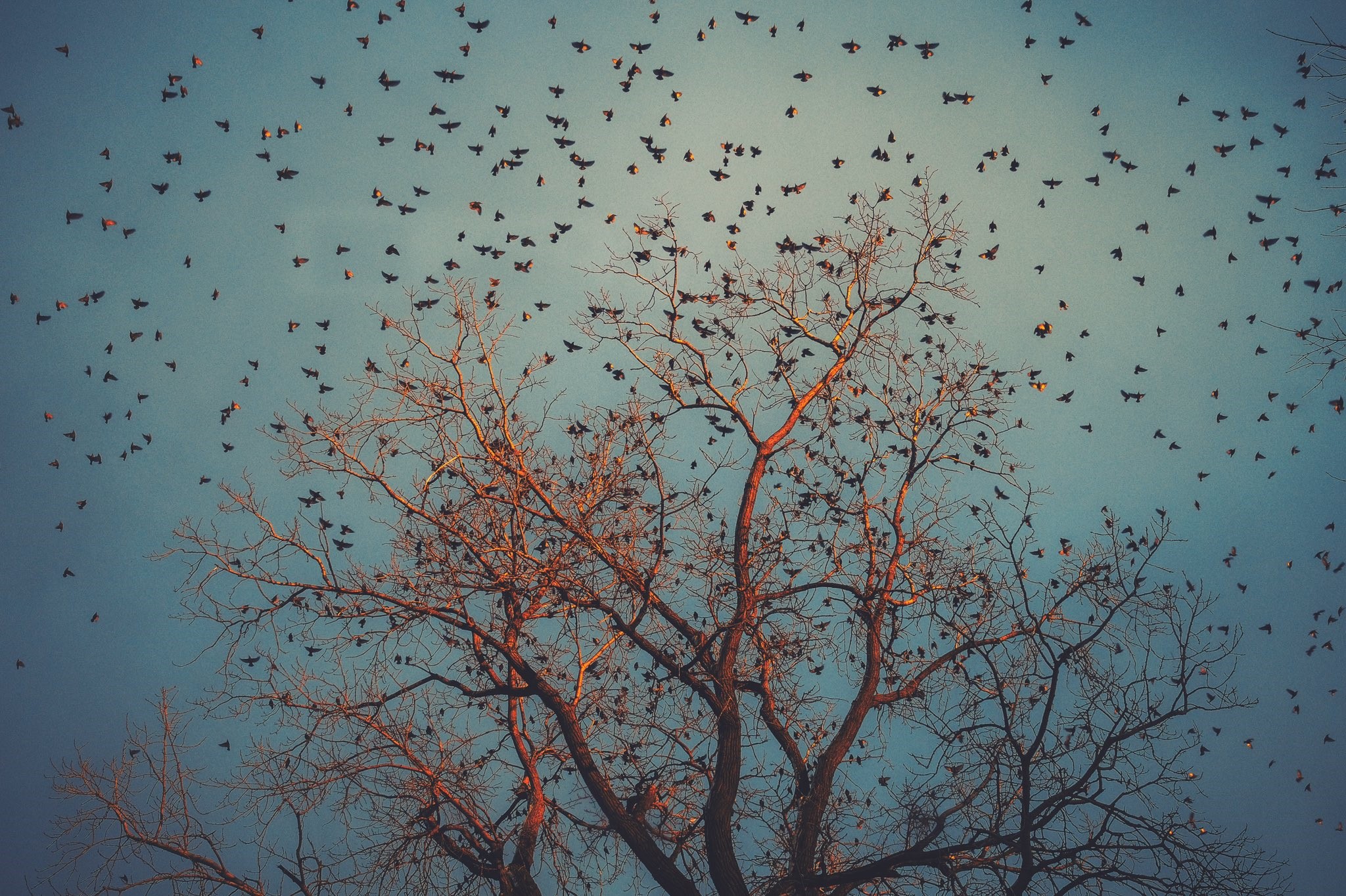 Flock of birds flying around bare trees HD Wallpaper