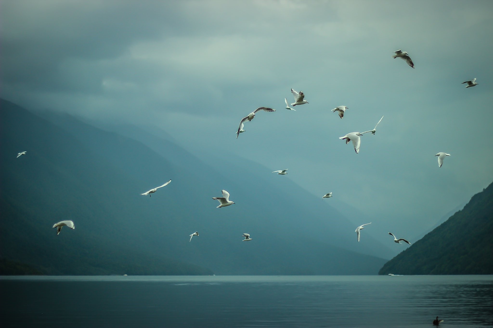 Birds flying over a lake with misty mountains HD Wallpaper