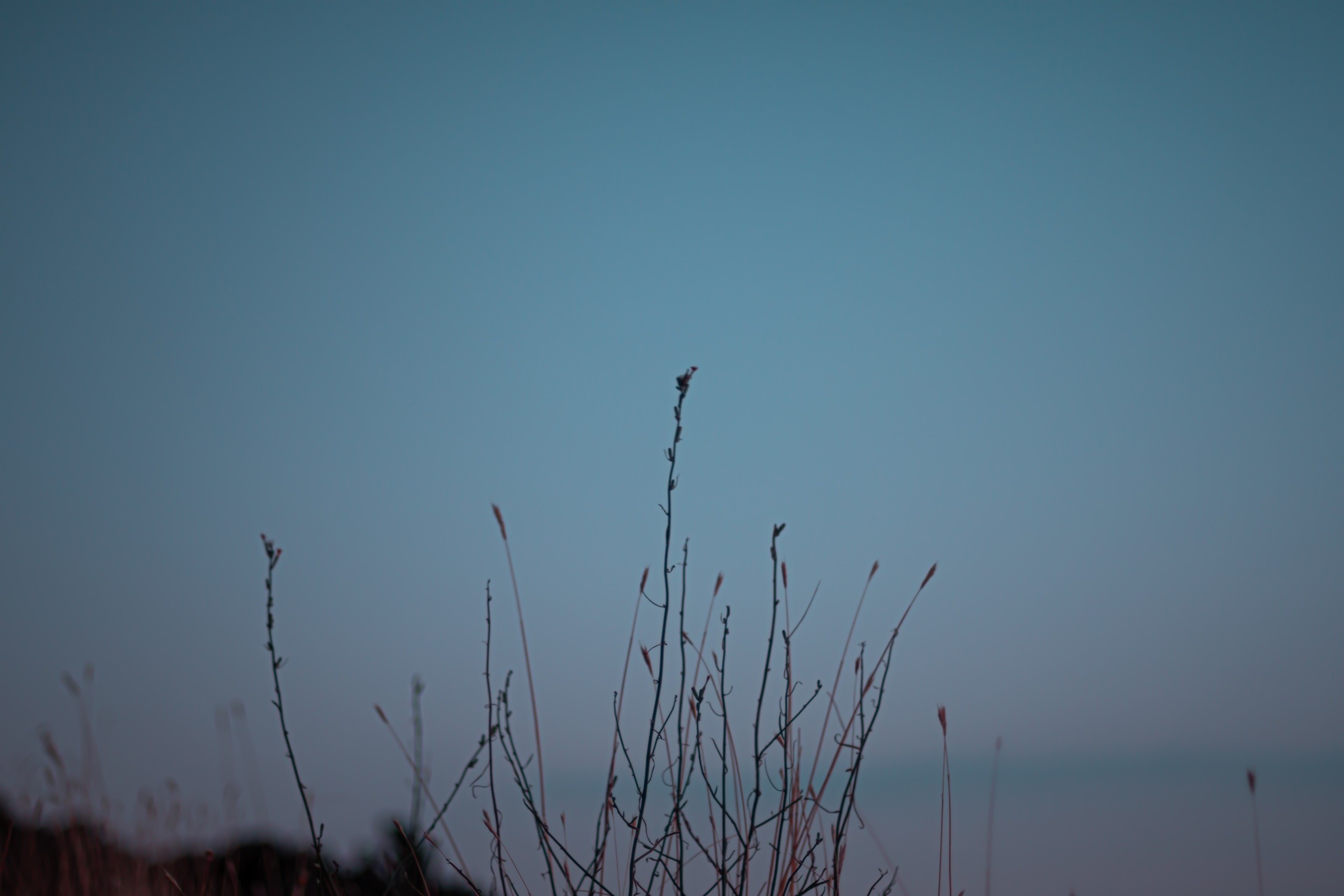 Silhouette of dry grass against a clear sky HD Wallpaper