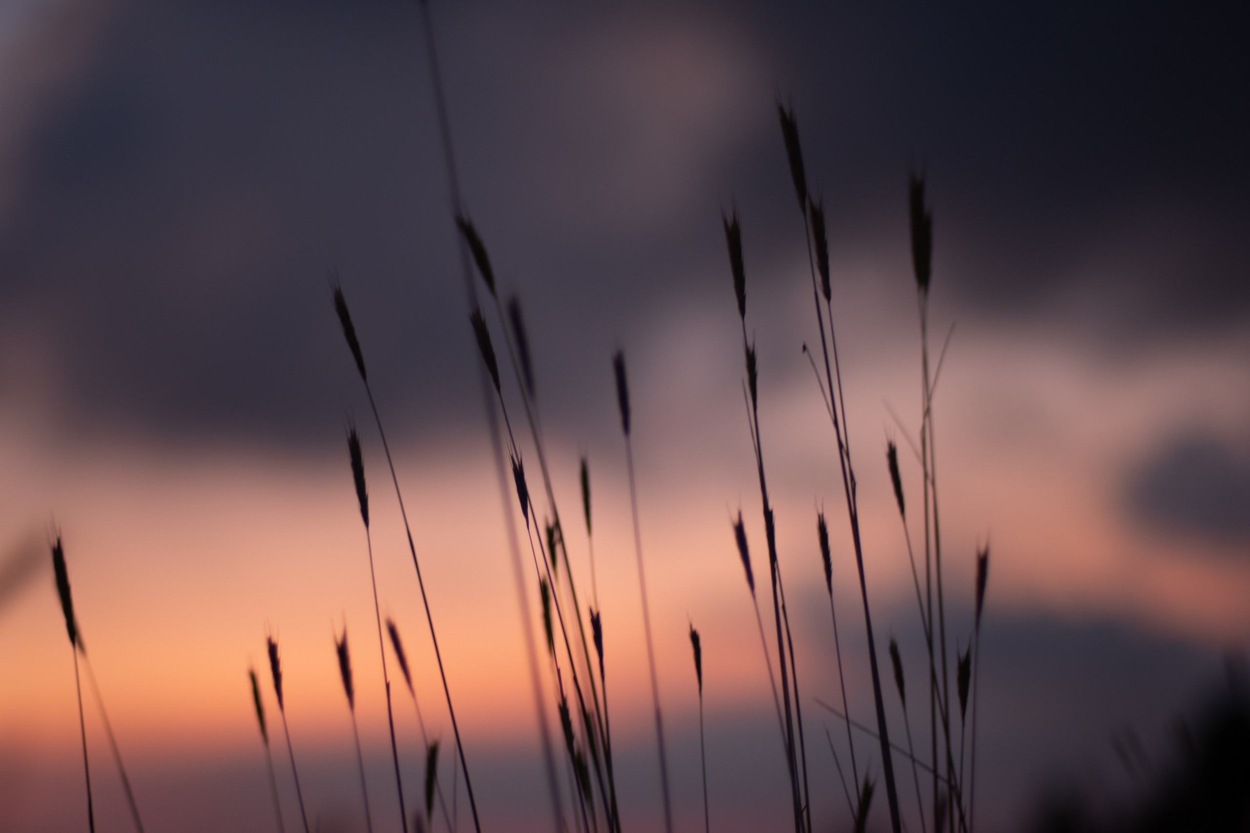 Silhouette of grass against a sunset sky HD Wallpaper