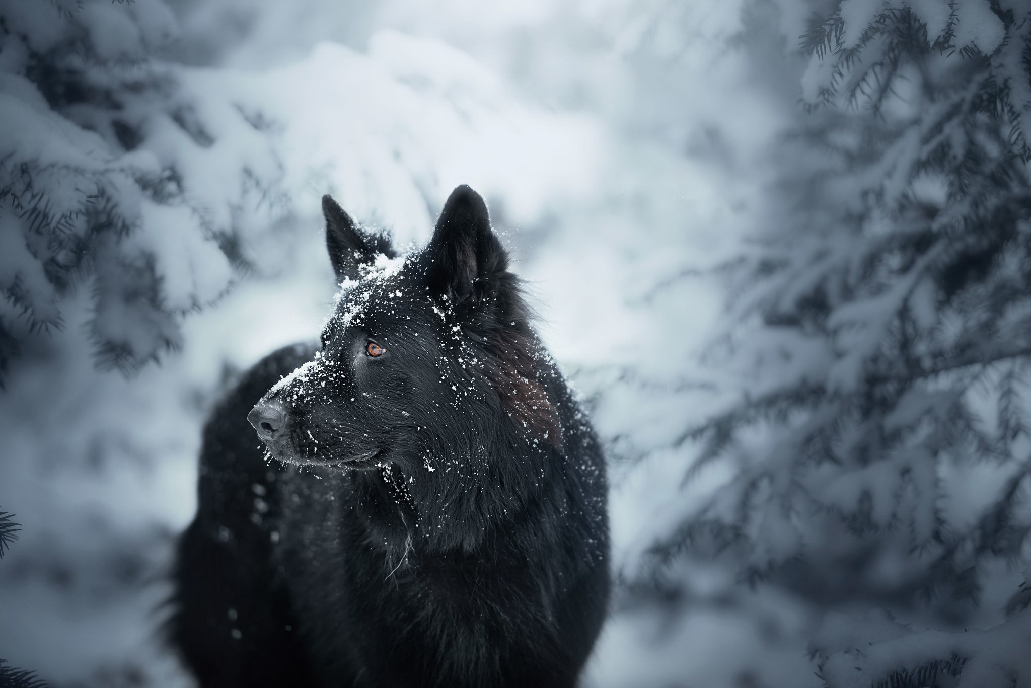 Black German Shepherd in a Snowy Forest HD Wallpaper